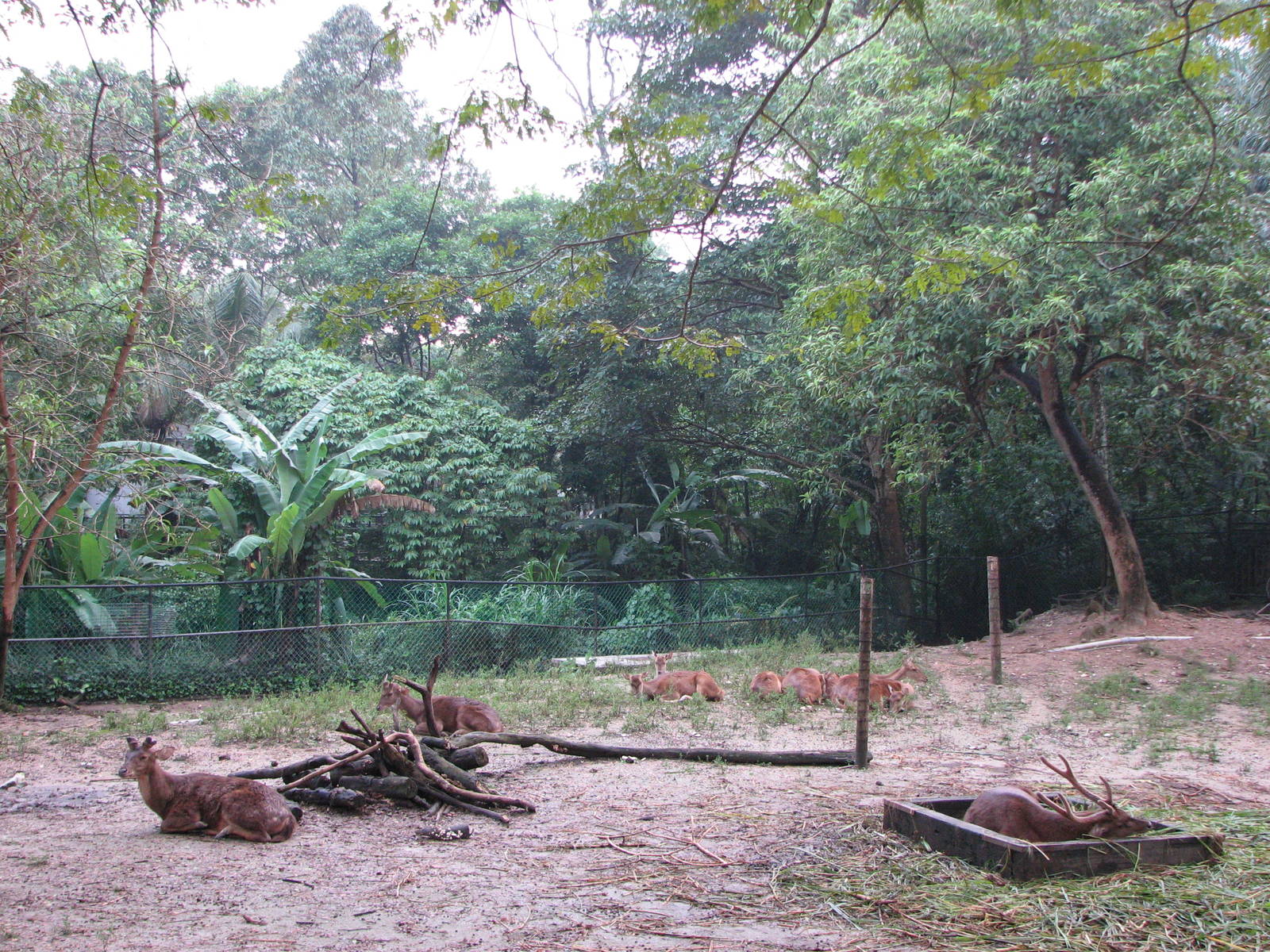Zoo Negara Malaysia - Deer enclosure