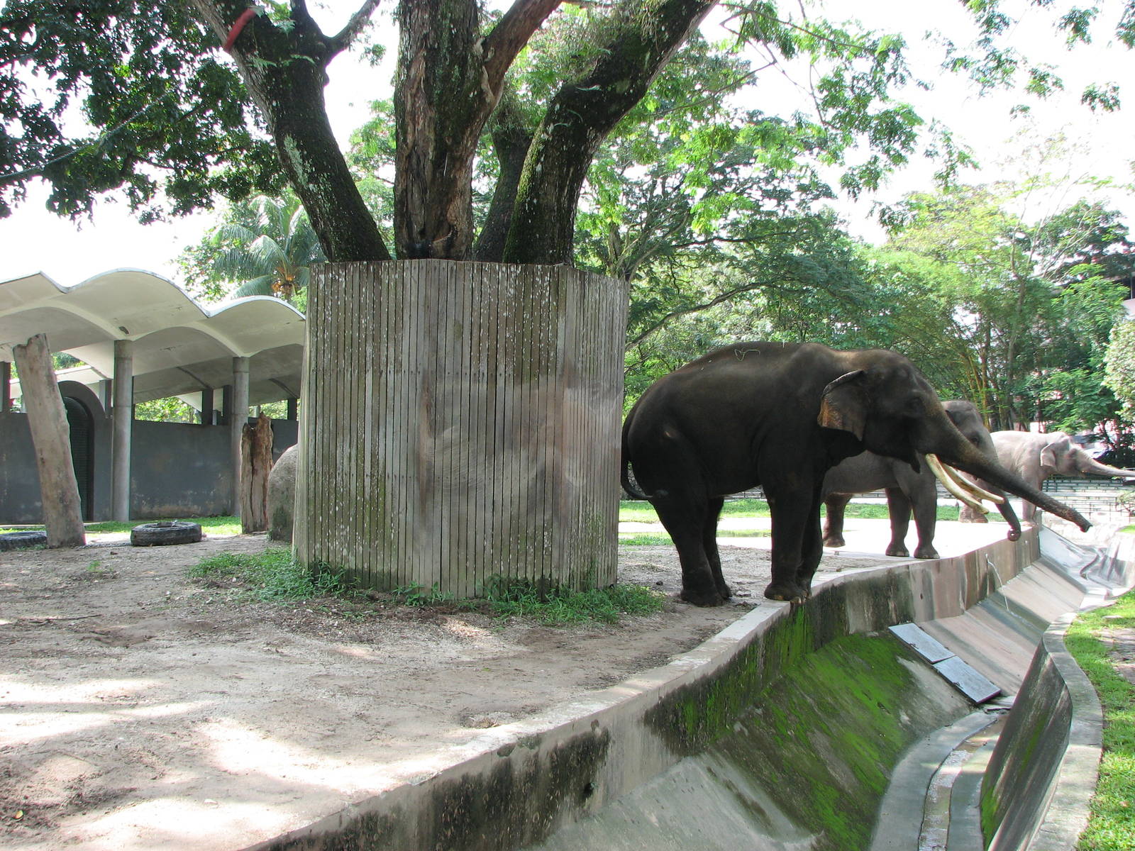 Zoo Negara Malaysia - Elephant exhibit from the left