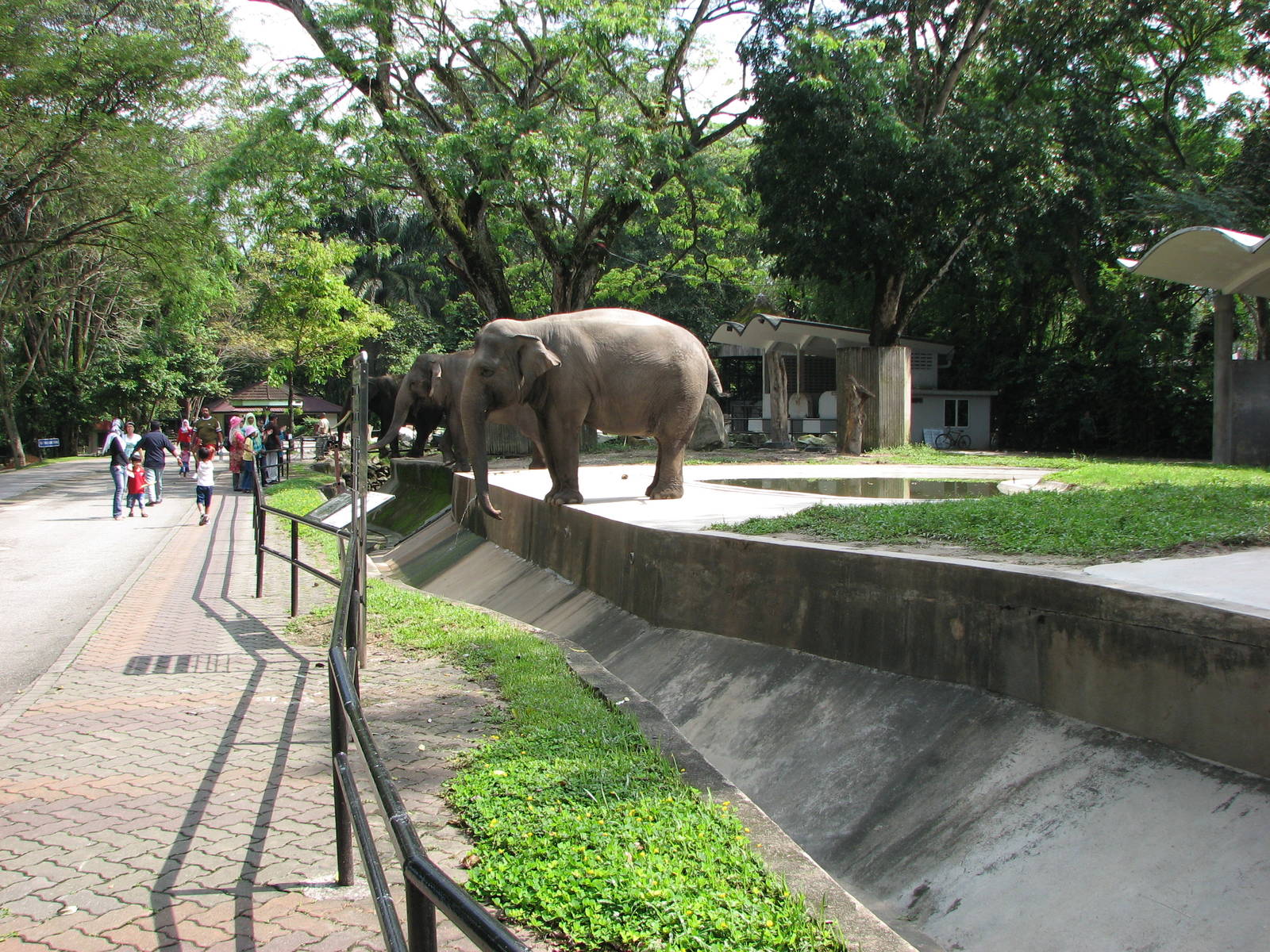 Zoo Negara Malaysia - Elephant exhibit from the right