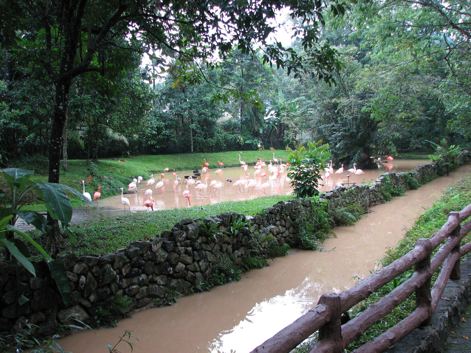 Zoo Negara Malaysia - Flamingo Lagoon