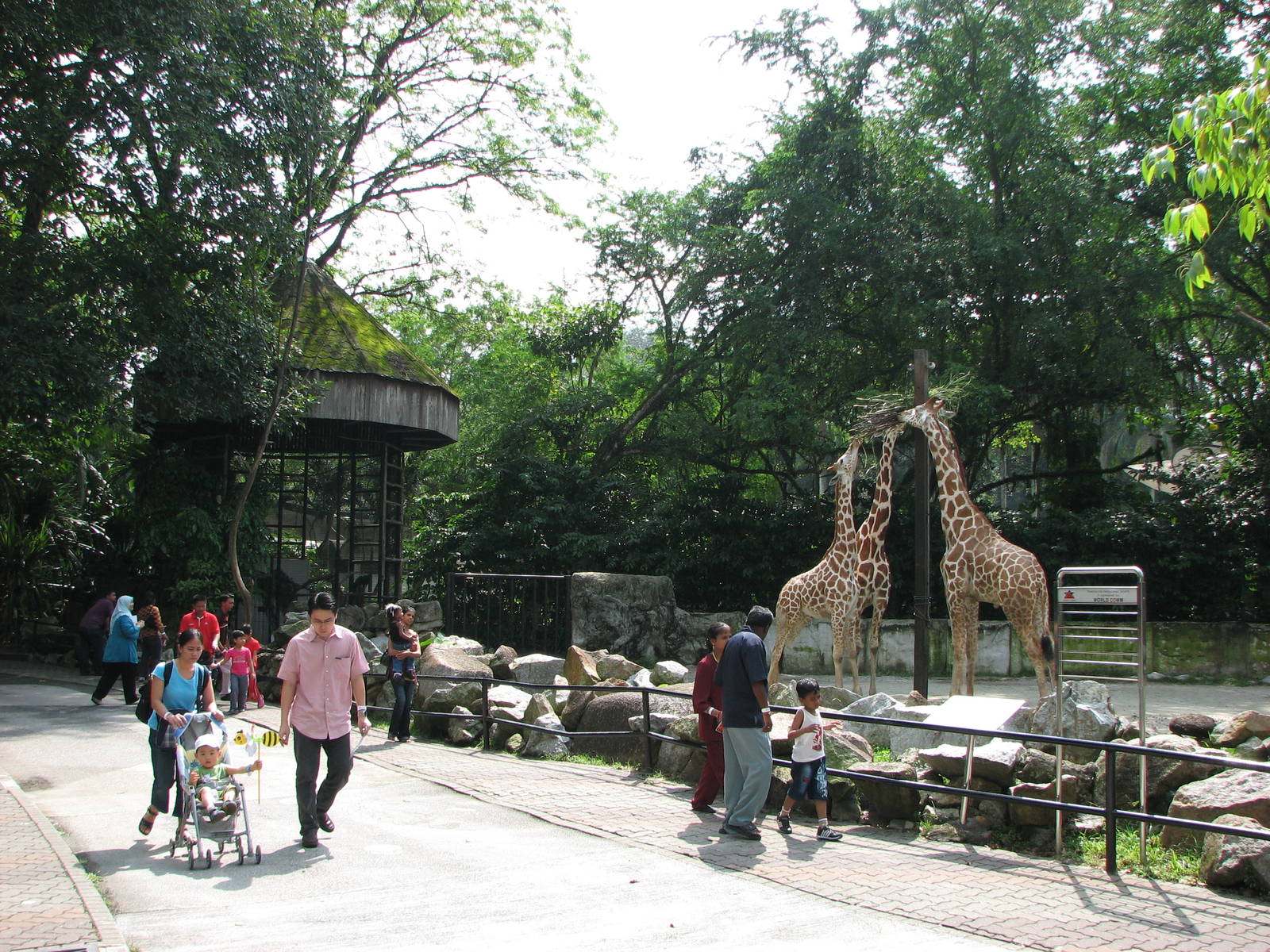 Zoo Negara Malaysia - Front of giraffe exhibit