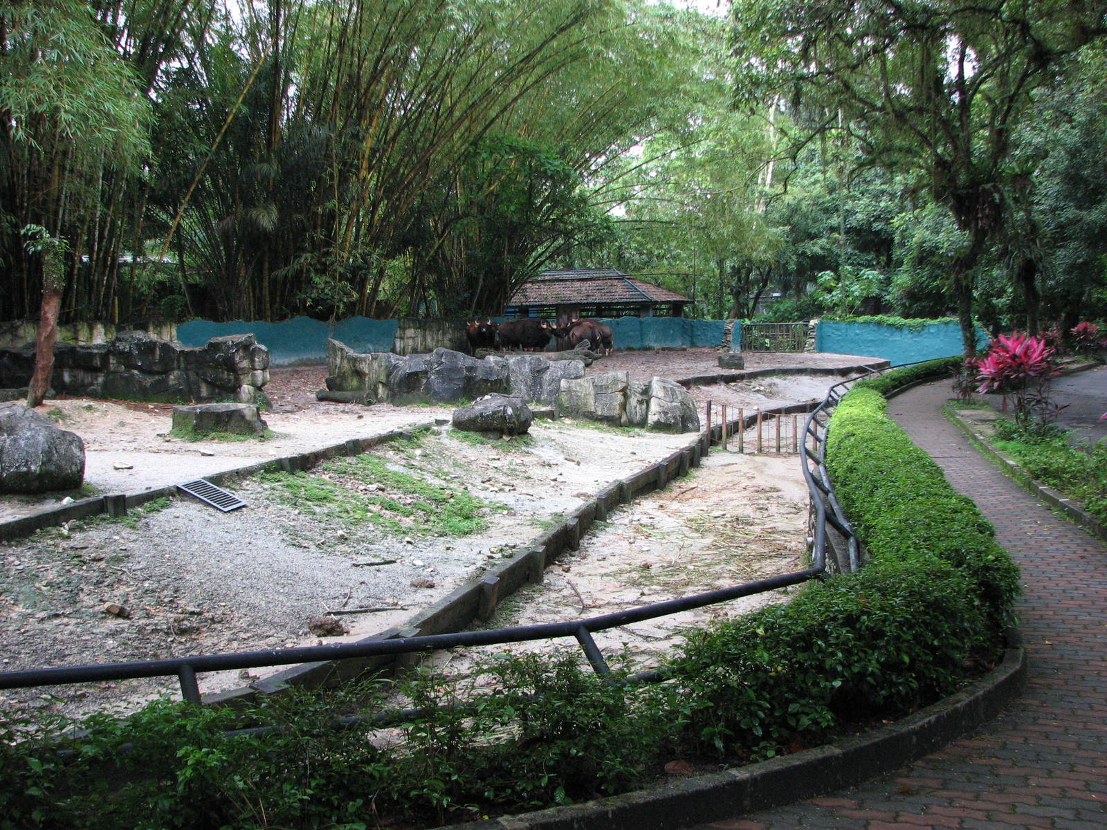 Zoo Negara Malaysia - Indian Gaur exhibit