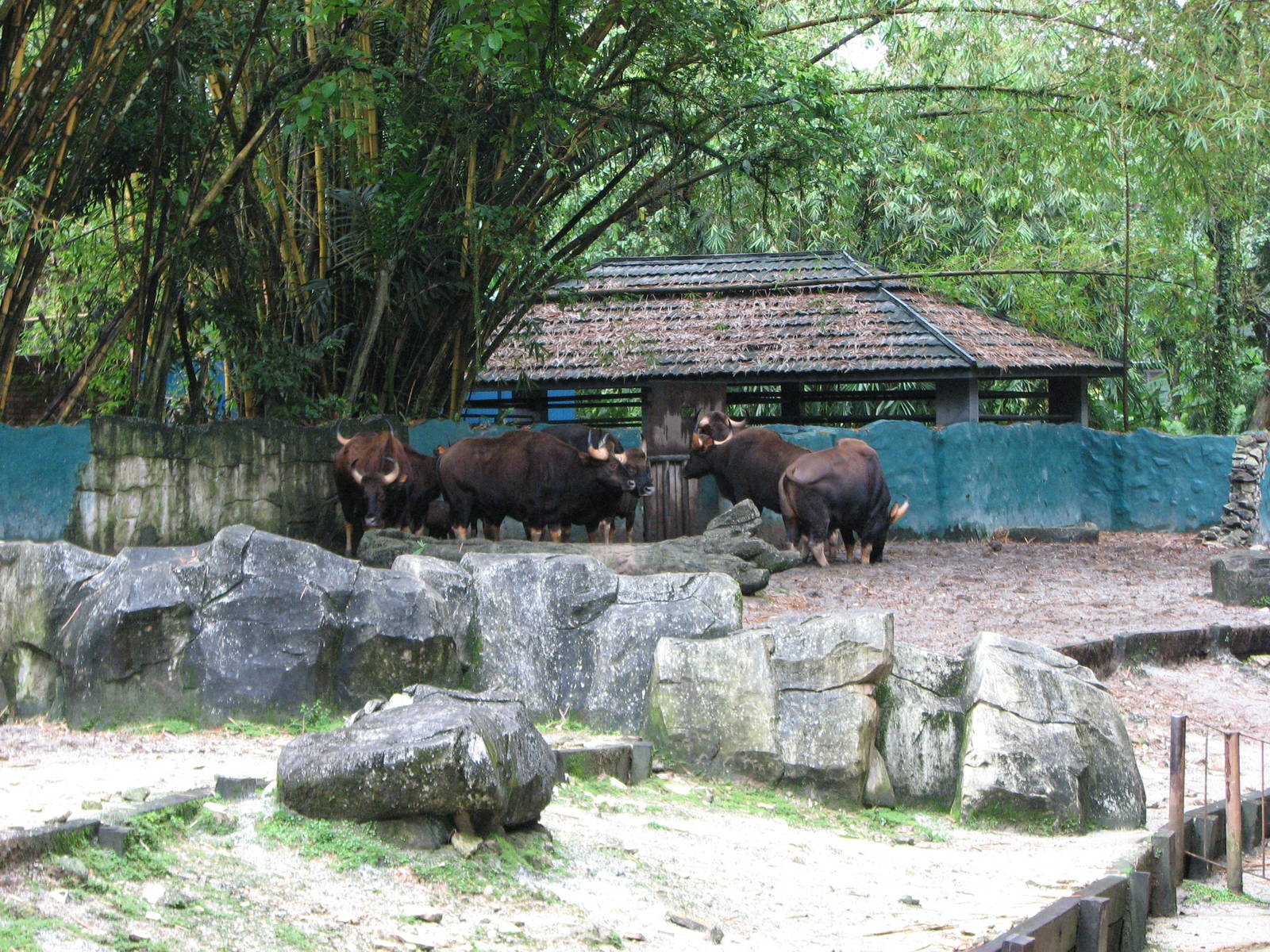 Zoo Negara Malaysia - Indian Gaur exhibit