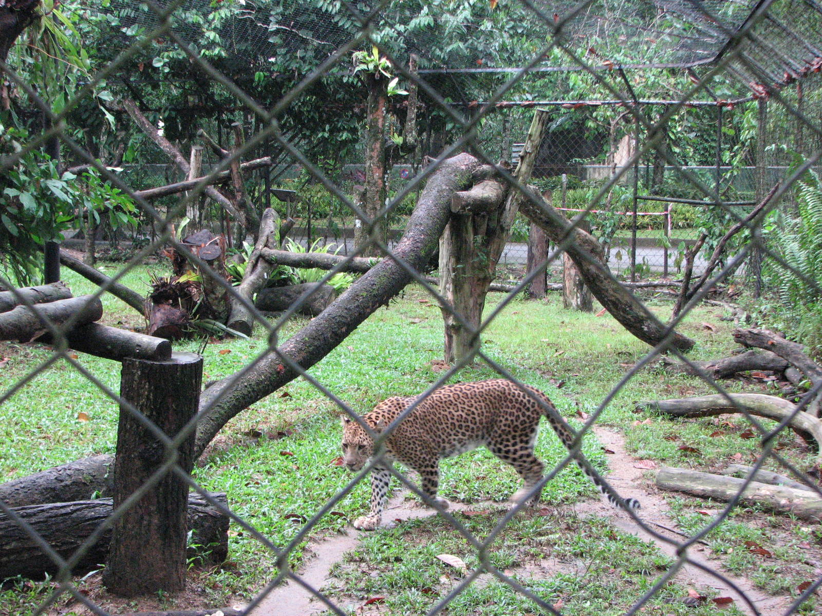 Zoo Negara Malaysia - Indian Leopard