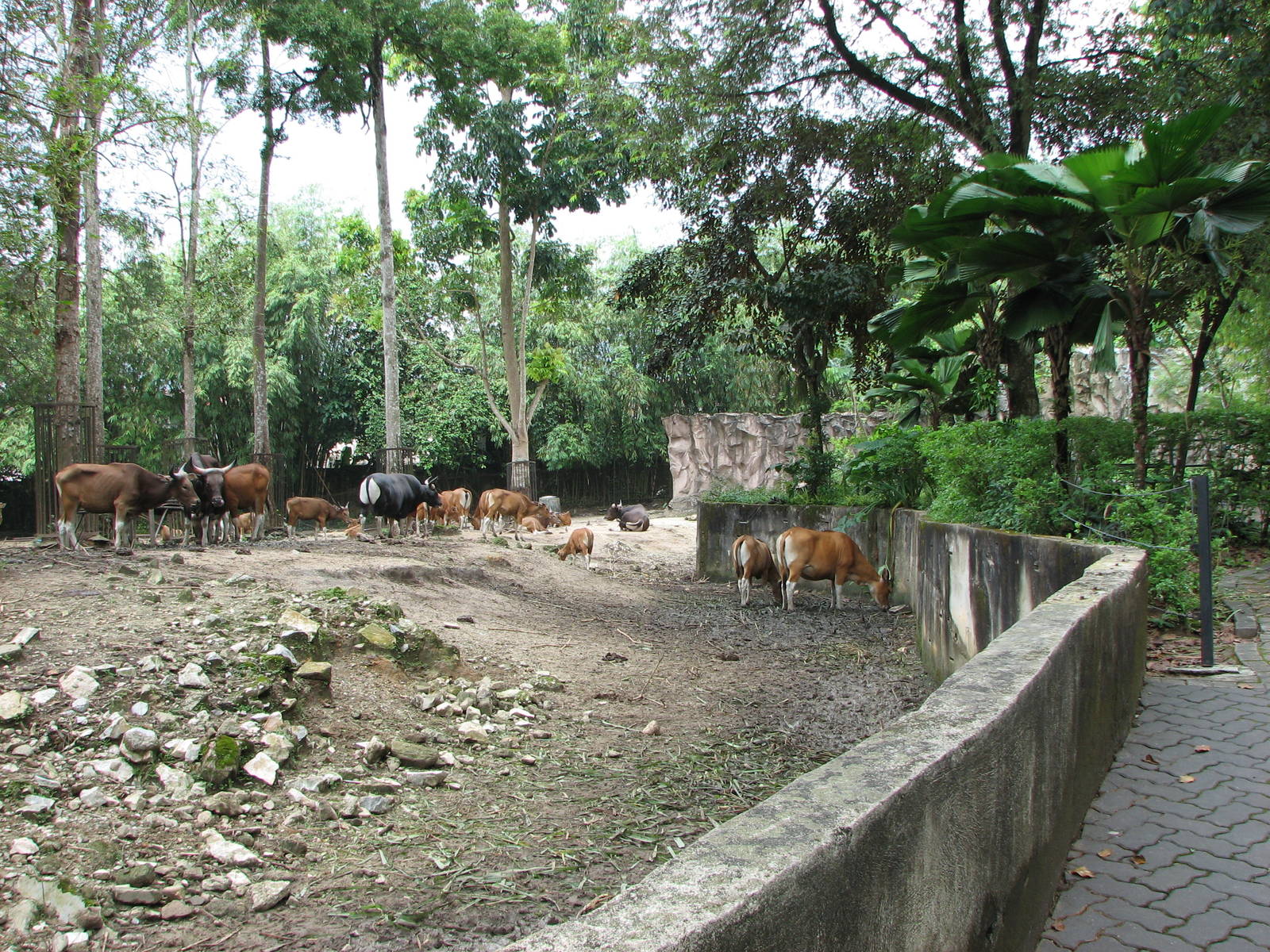 Zoo Negara Malaysia - Large Bateng group