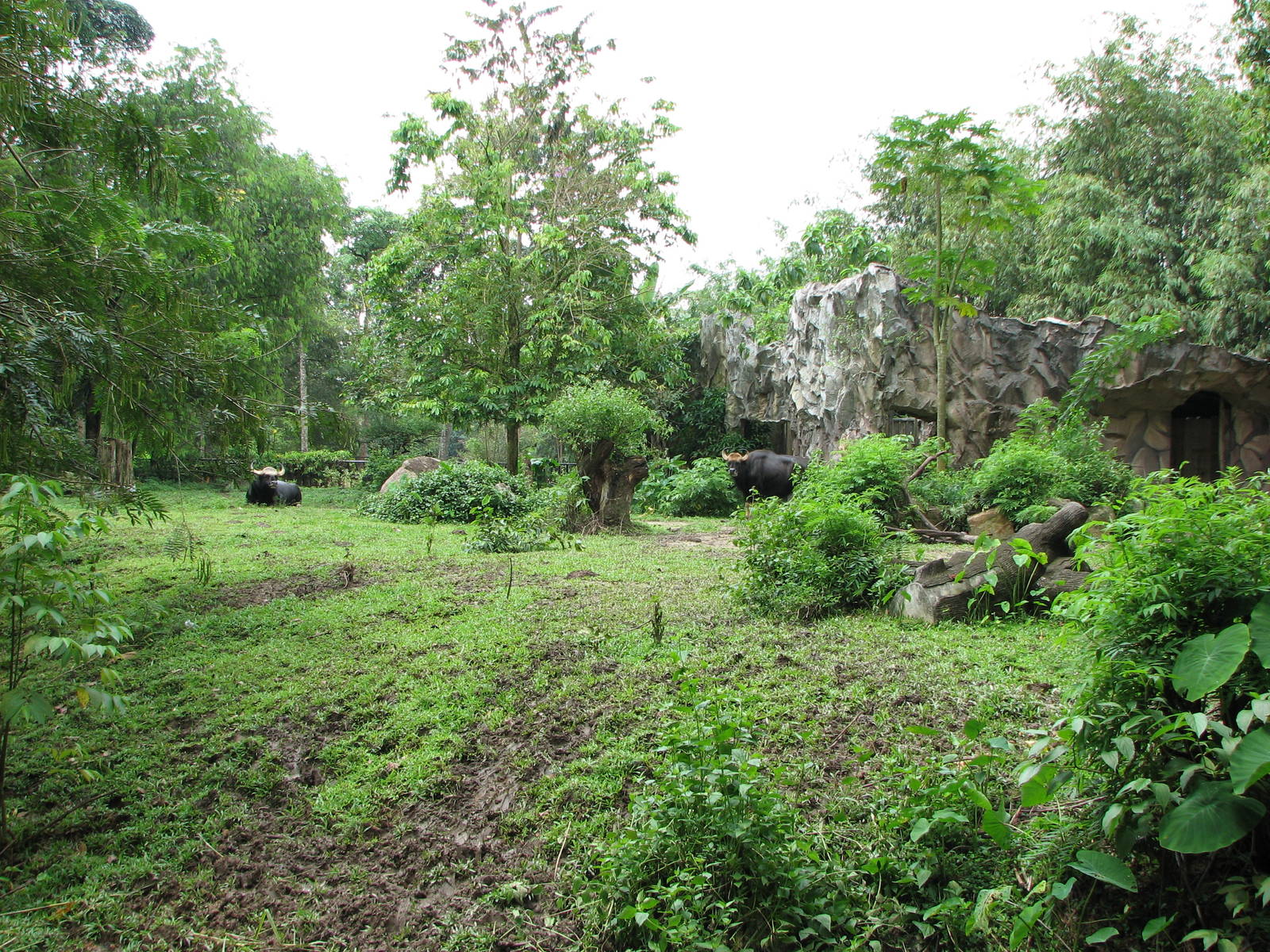 Zoo Negara Malaysia - Malayan Gaur paddock