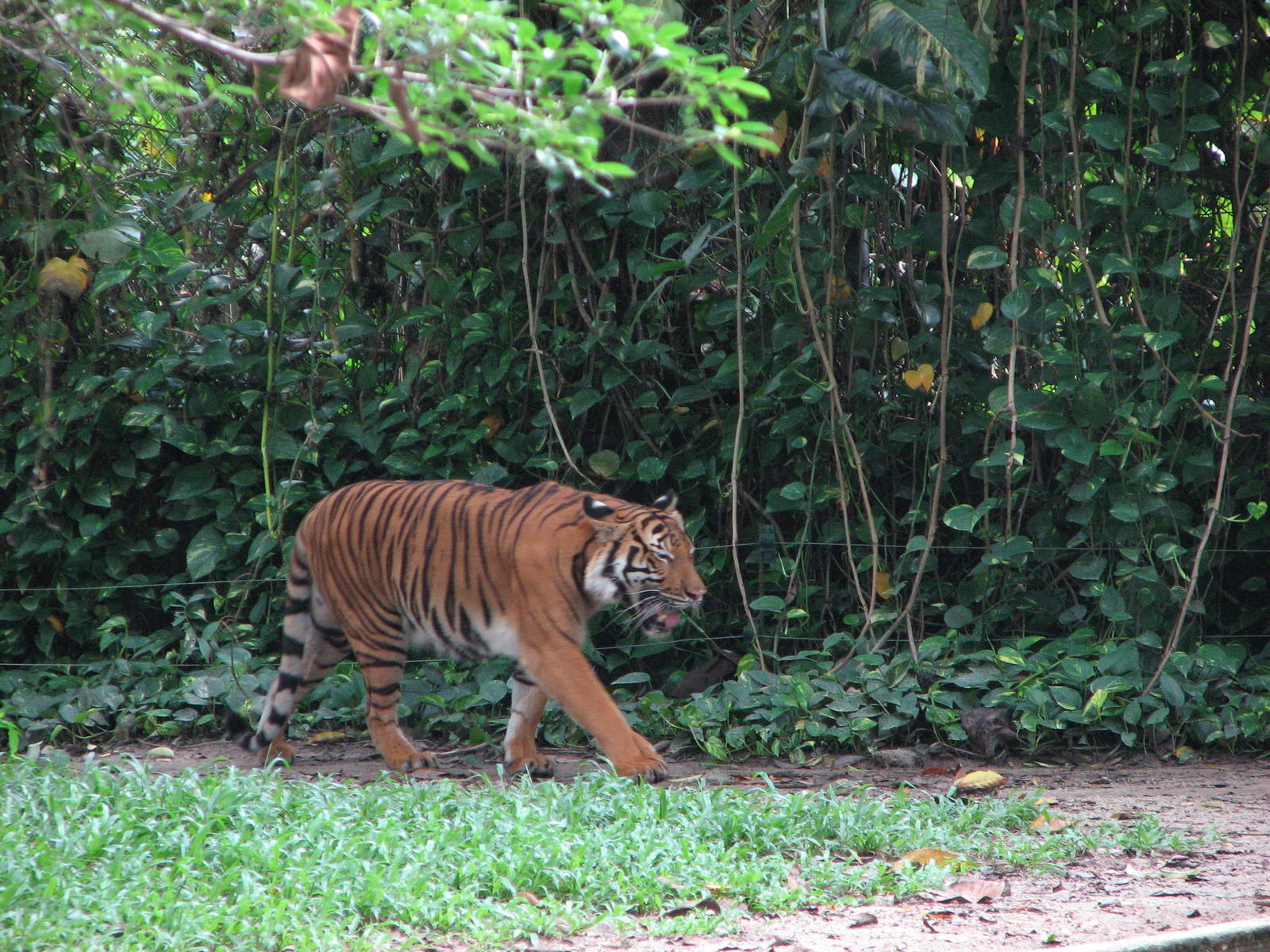 Zoo Negara Malaysia - Malayan or Bengal Tiger?