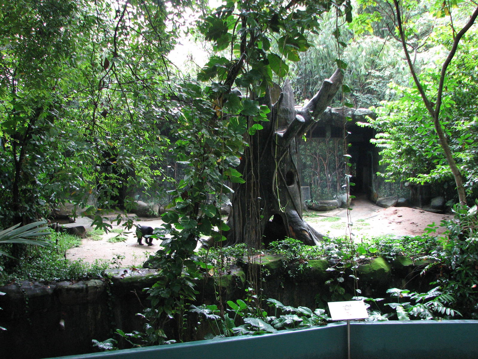 Zoo Negara Malaysia - Malayan Sun Bear exhibit