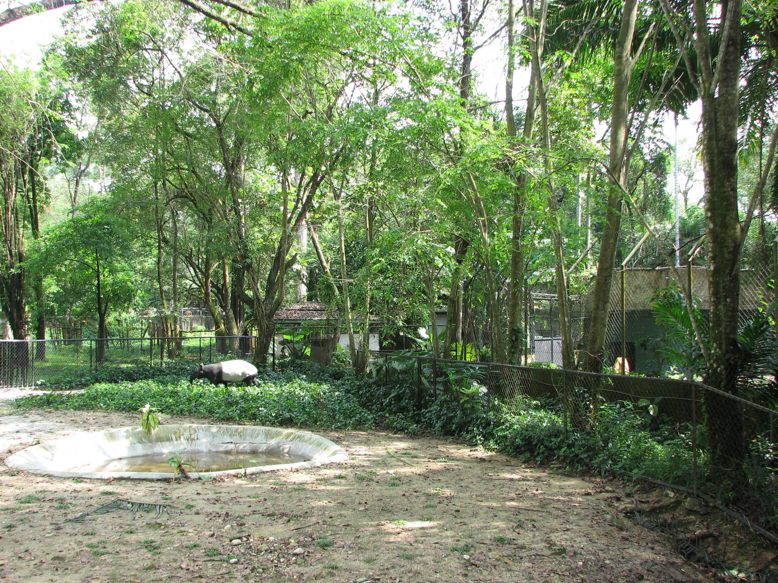 Zoo Negara Malaysia - Malayan Tapir exhibit next to the big cat exhibits