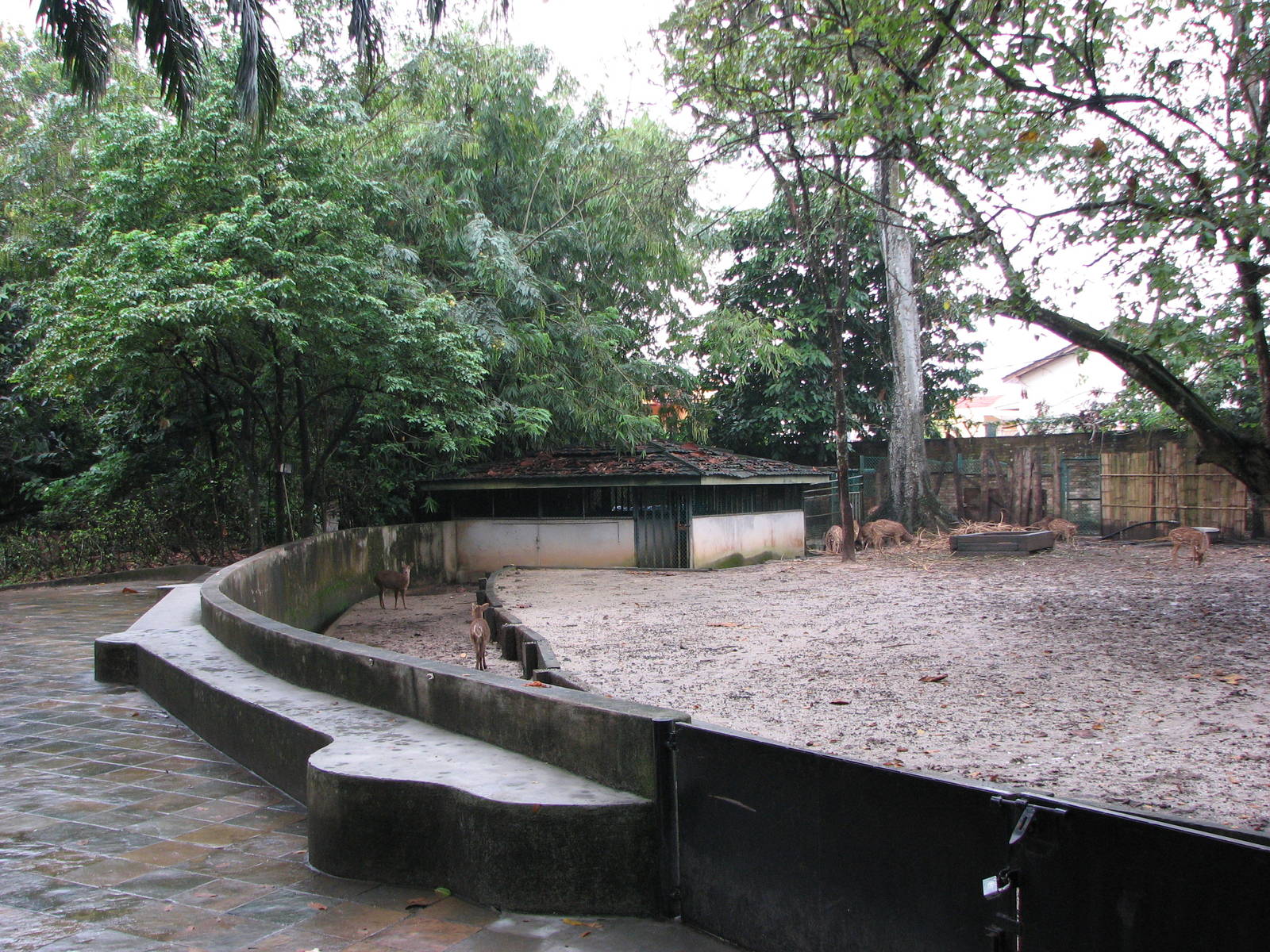 Zoo Negara Malaysia - Mixed deer exhibit