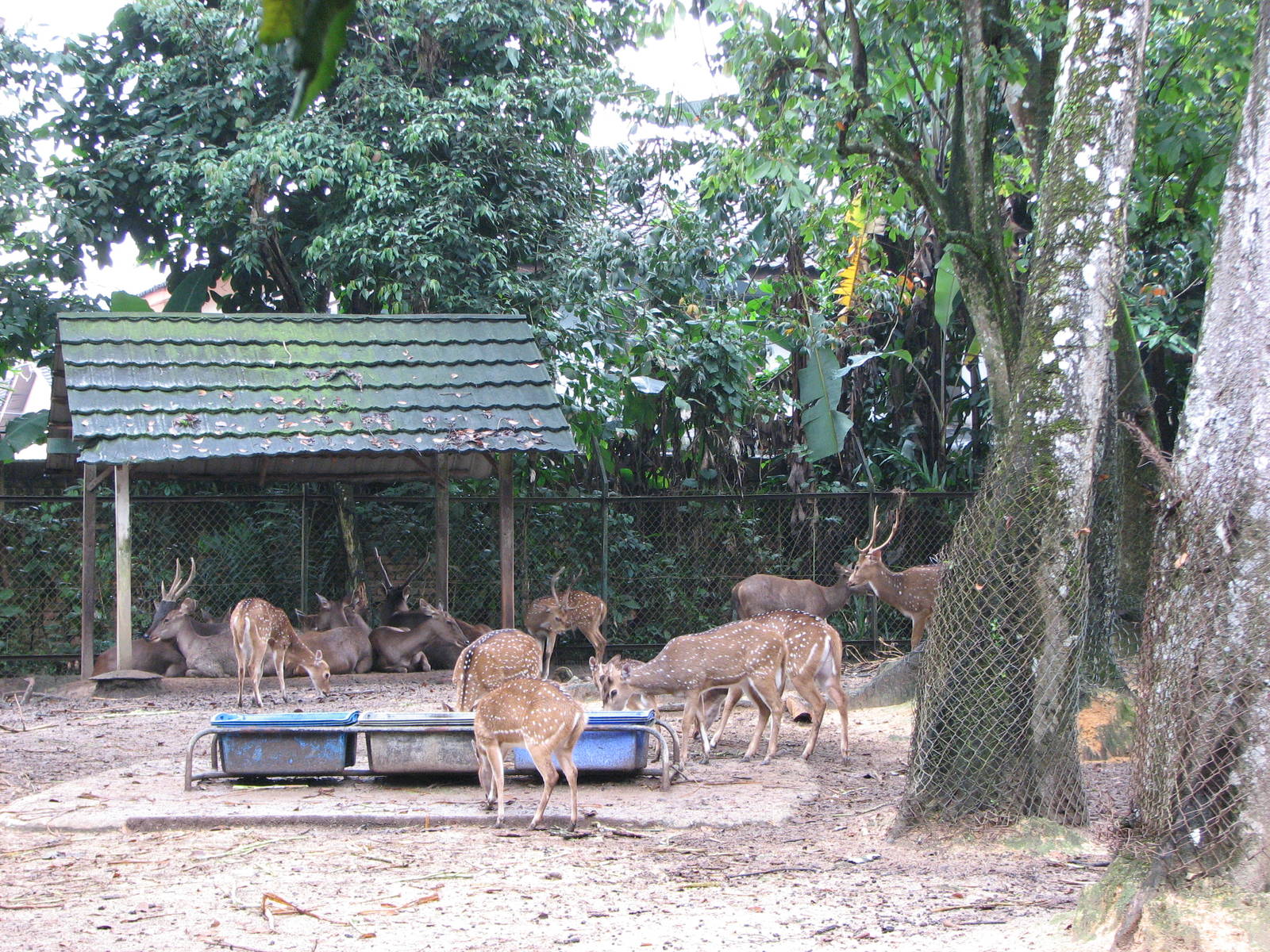 Zoo Negara Malaysia - Mixed deer exhibit