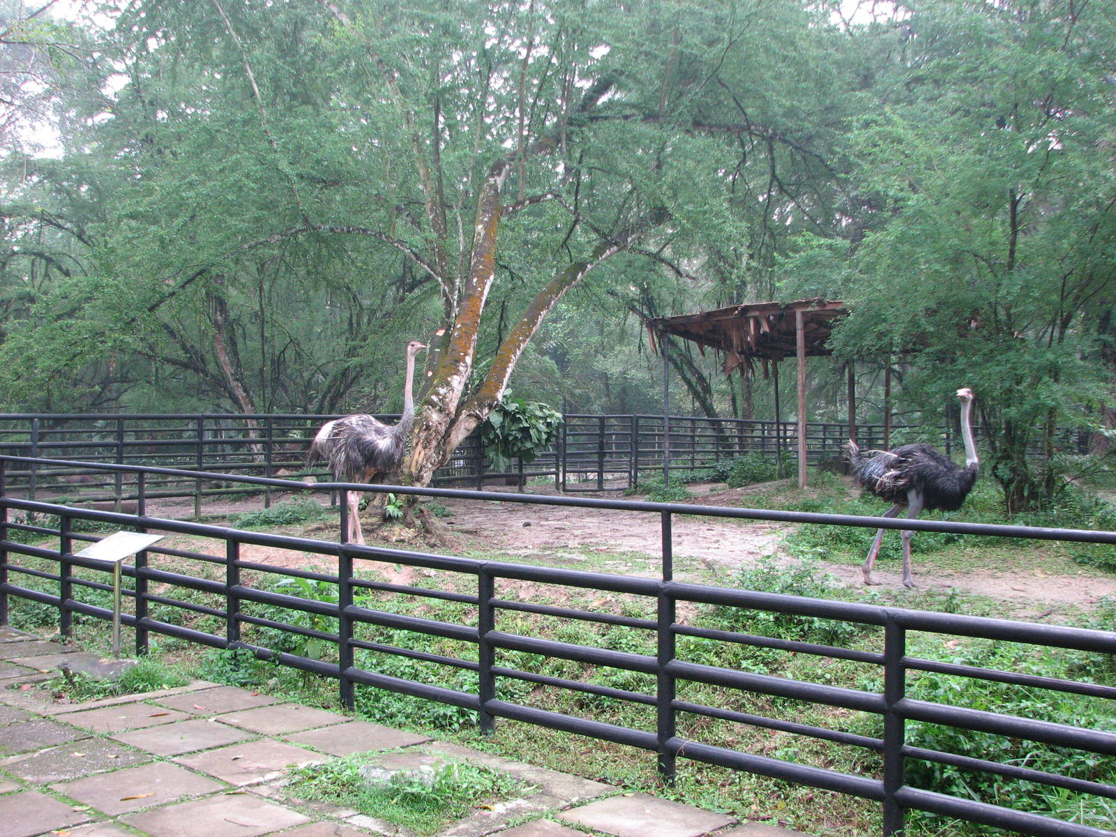 Zoo Negara Malaysia - Ostriches