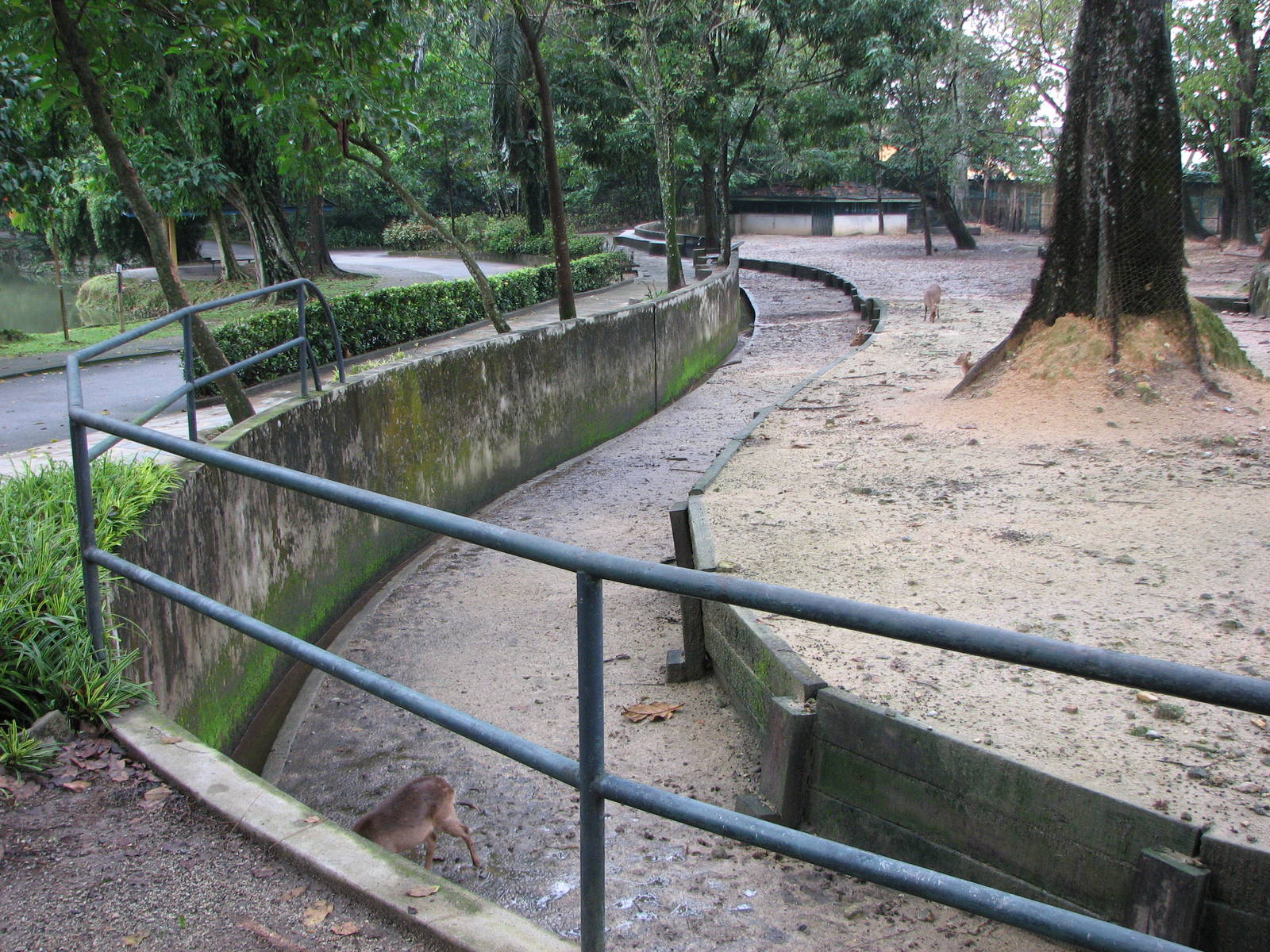 Zoo Negara Malaysia - Pathway in front of mixed deer exhibit