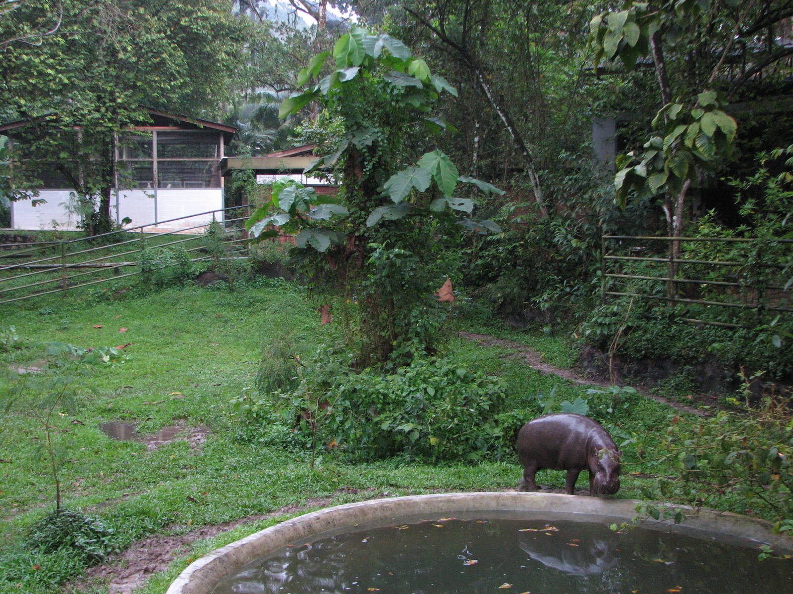 Zoo Negara Malaysia - Pigmy Hippopotamus exhibit