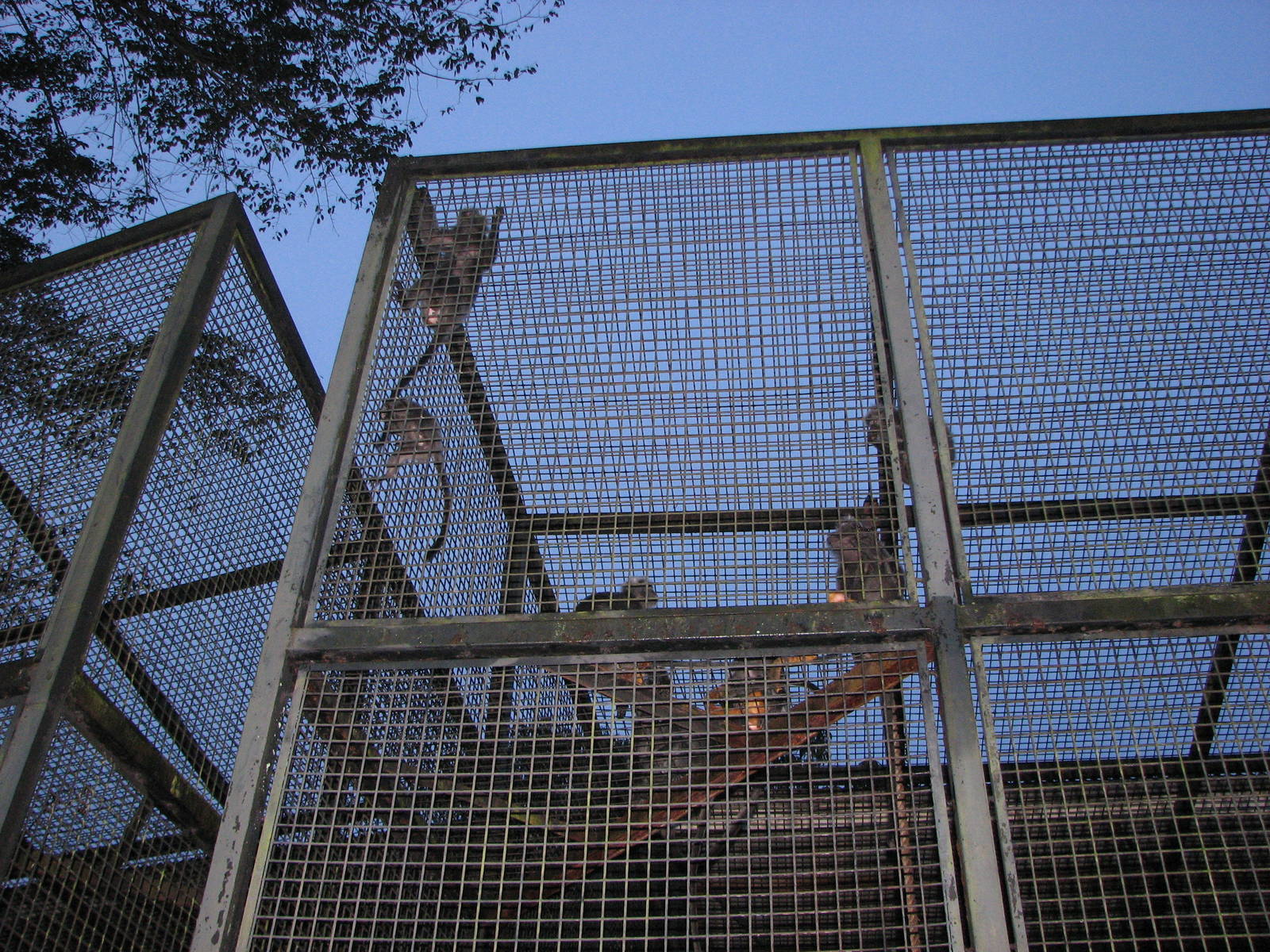 Zoo Negara Malaysia - Primate cage