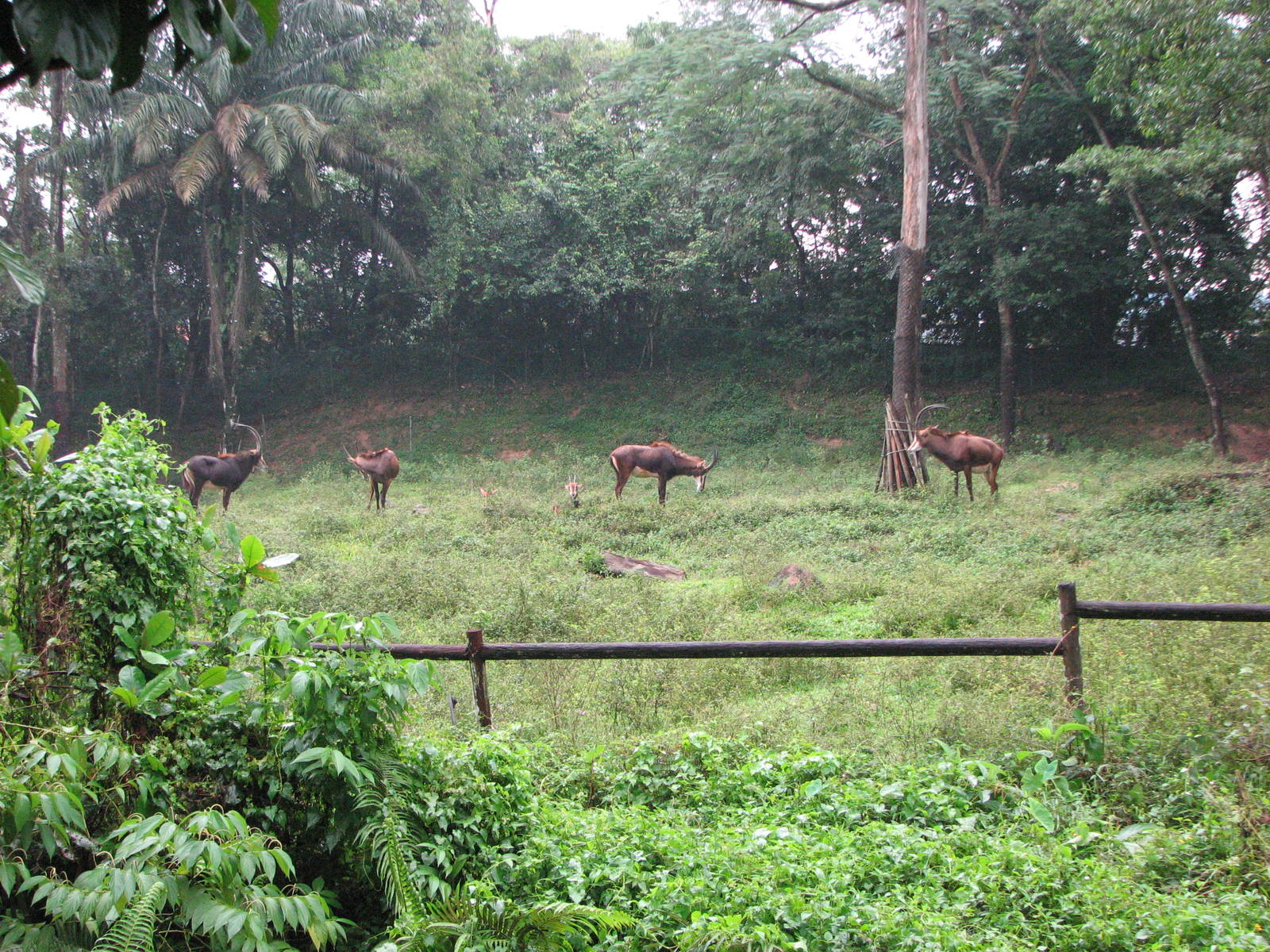Zoo Negara Malaysia - Sable Antelopes in the Savannah