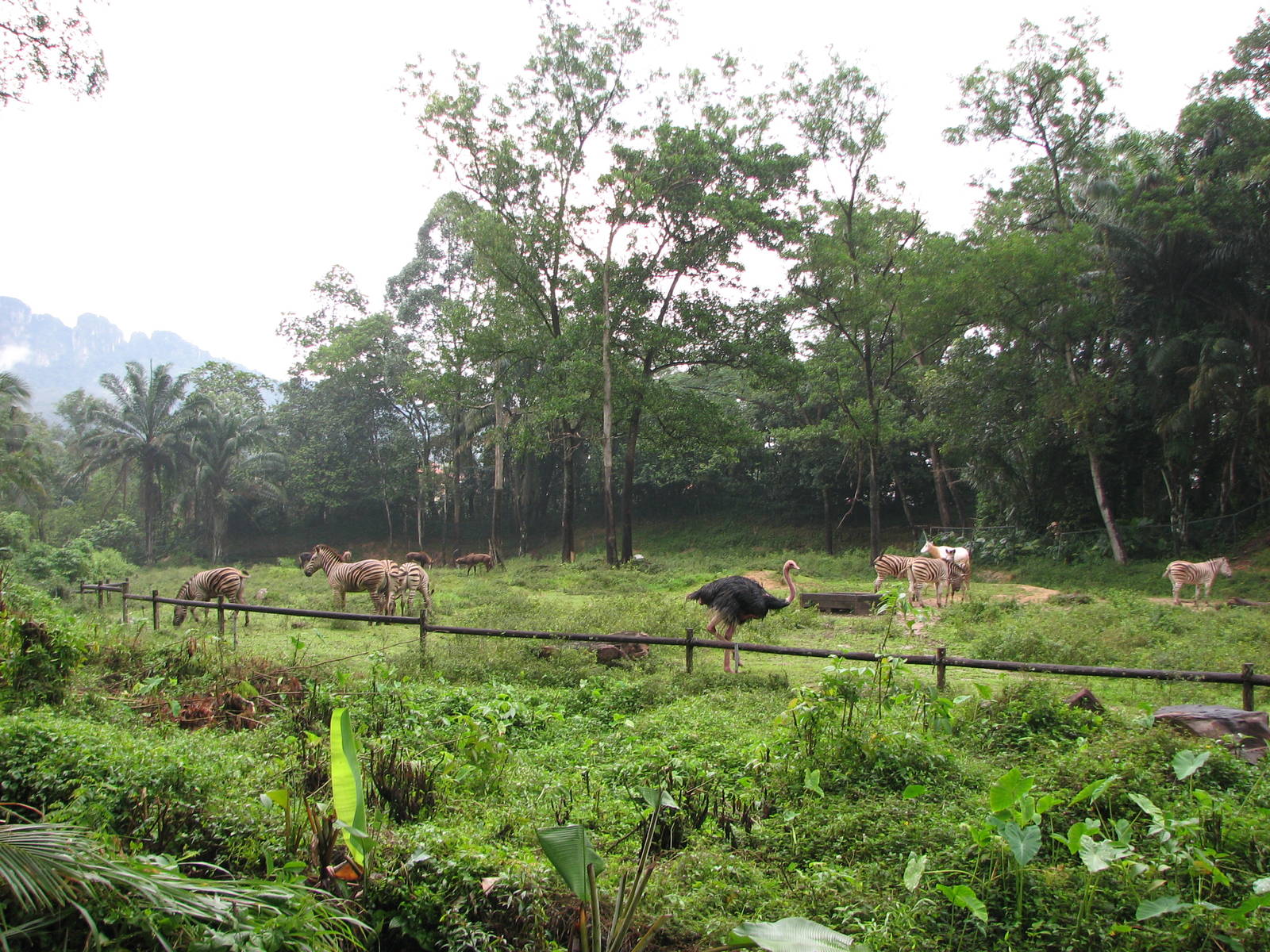 Zoo Negara Malaysia - Savannah view