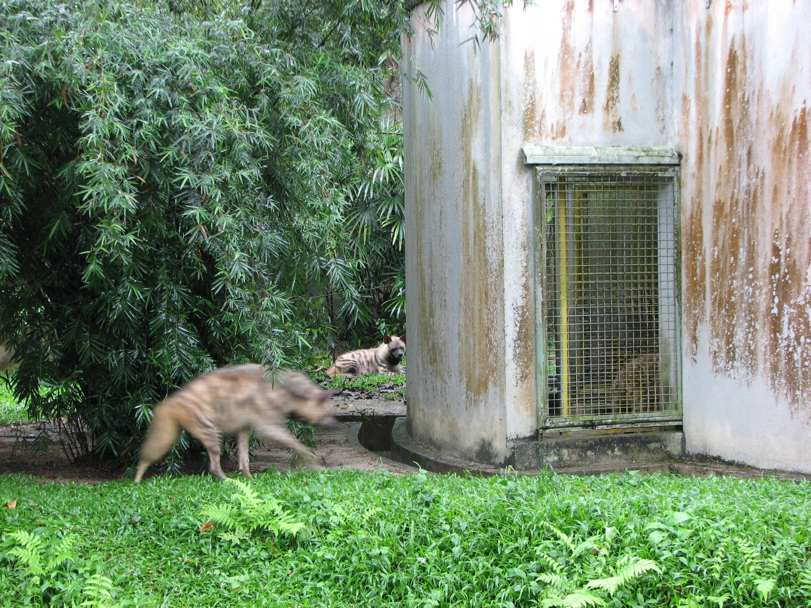 Zoo Negara Malaysia - Striped Hyena exhibit