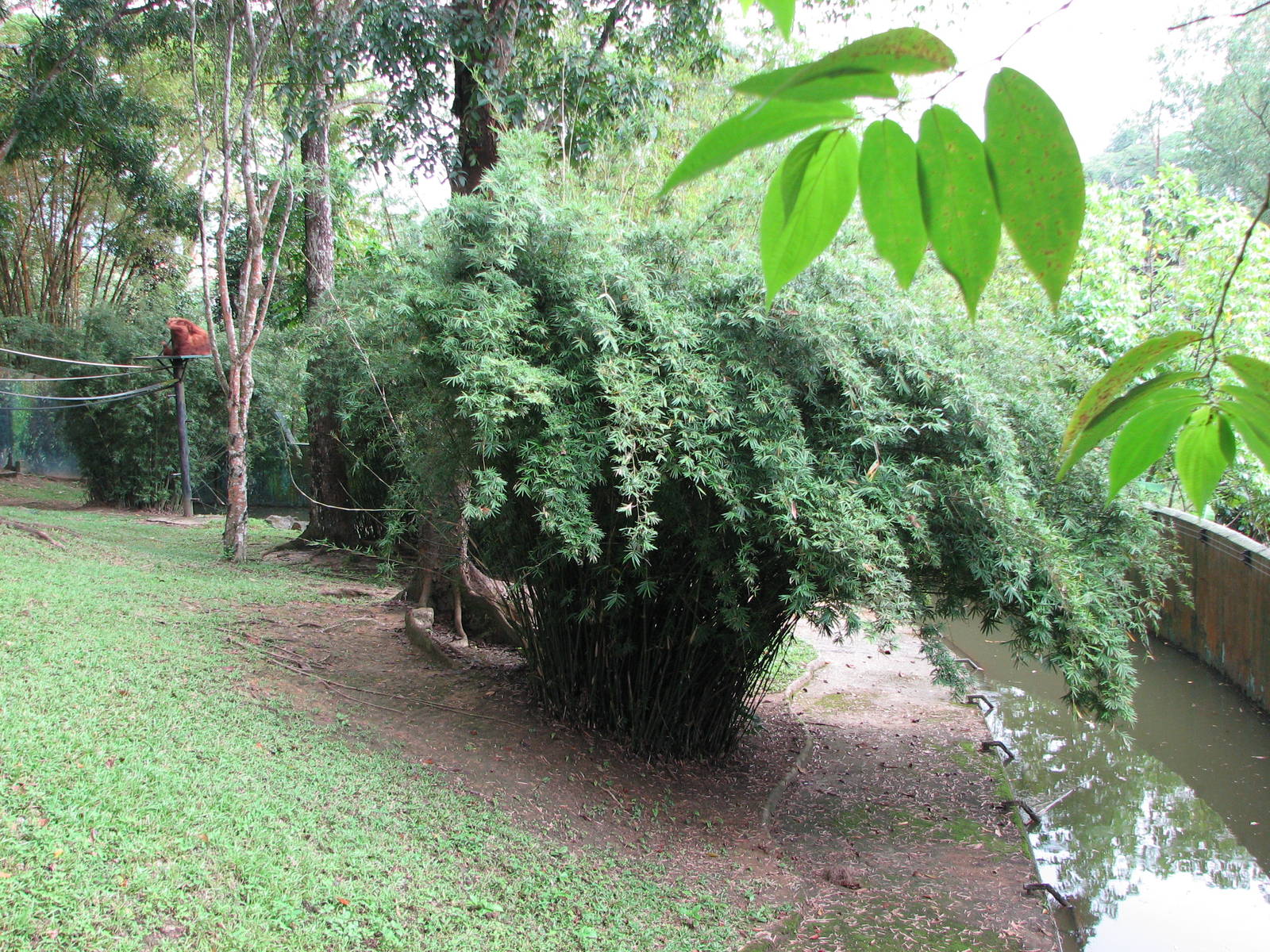 Zoo Negara Malaysia - Sumatran Orangutan exhibit