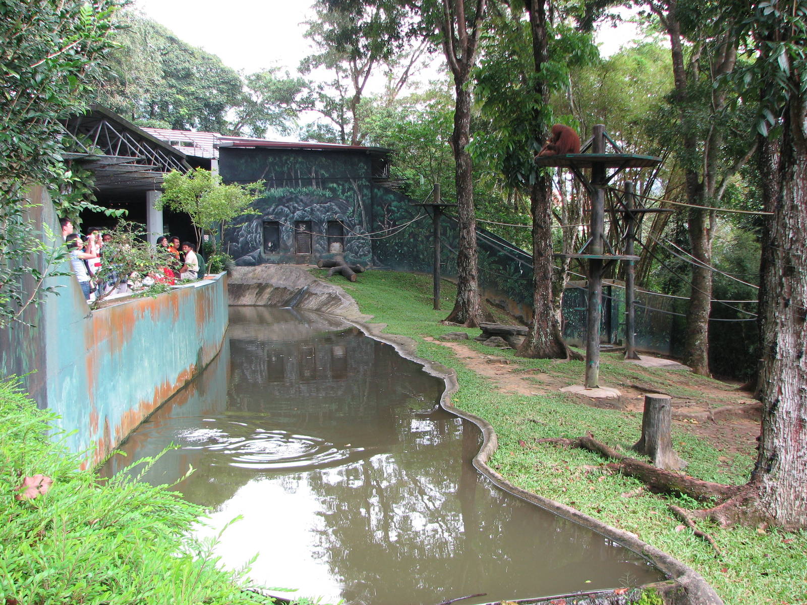 Zoo Negara Malaysia - Sumatran Orangutan exhibit