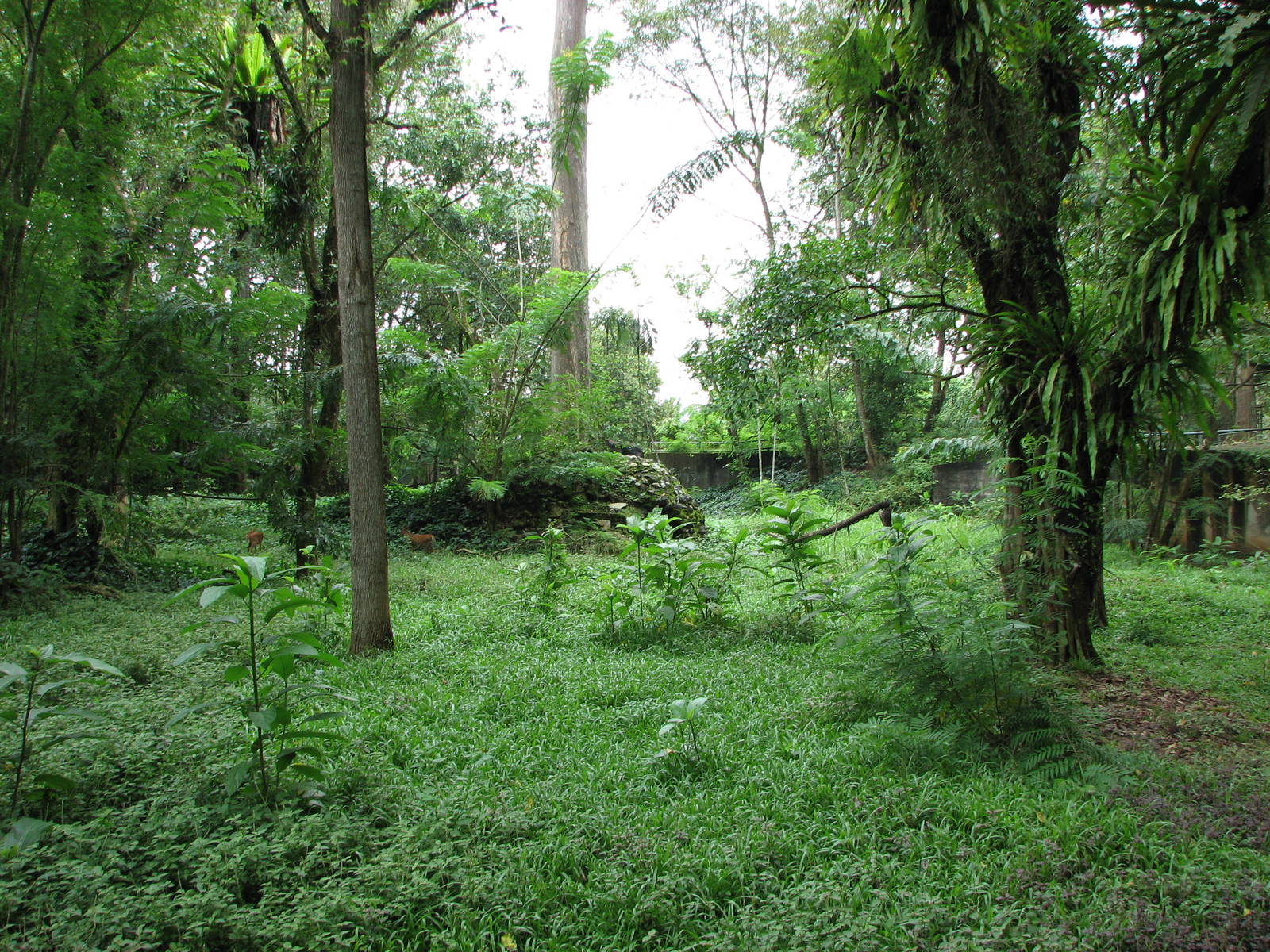Zoo Negara Malaysia - Sumatran Serow exhibit