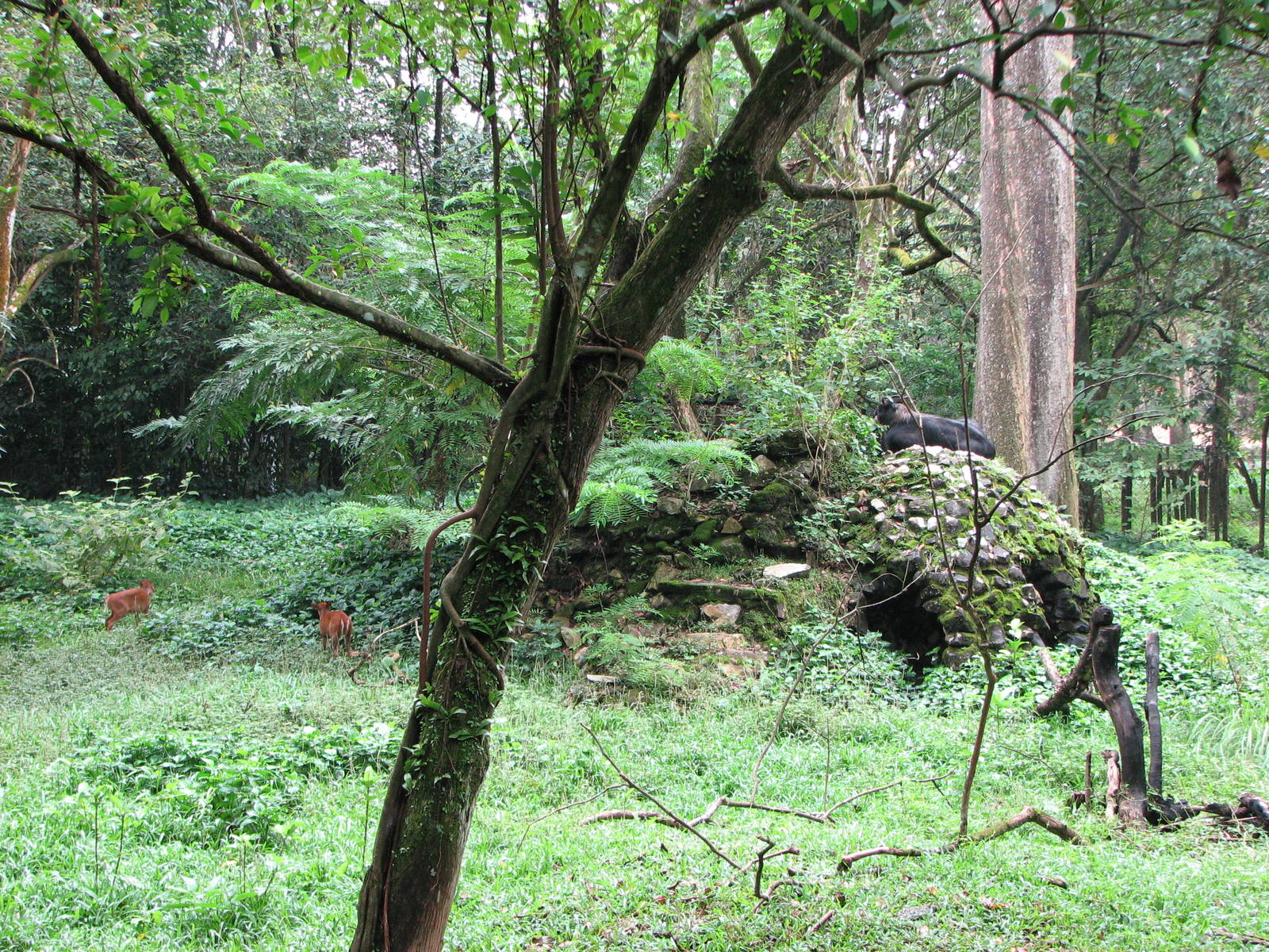 Zoo Negara Malaysia - Sumatran Serow exhibit