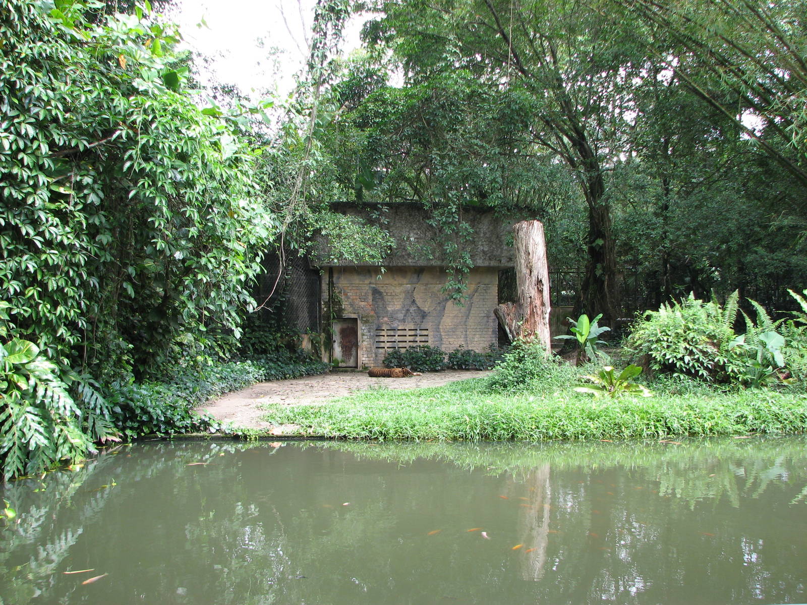 Zoo Negara Malaysia - Sumatran Tiger exhibit