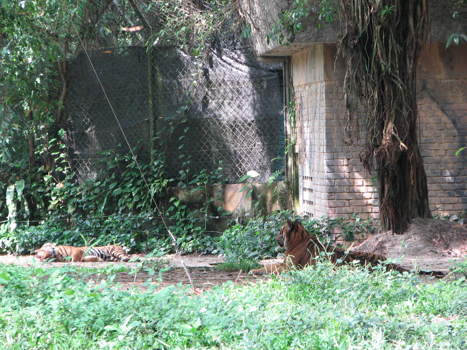 Zoo Negara Malaysia - Sumatran Tigers