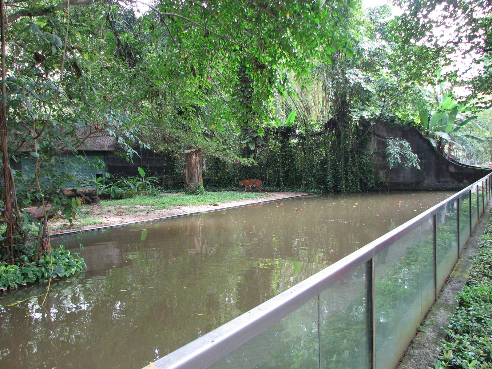 Zoo Negara Malaysia - Tiger exhibit