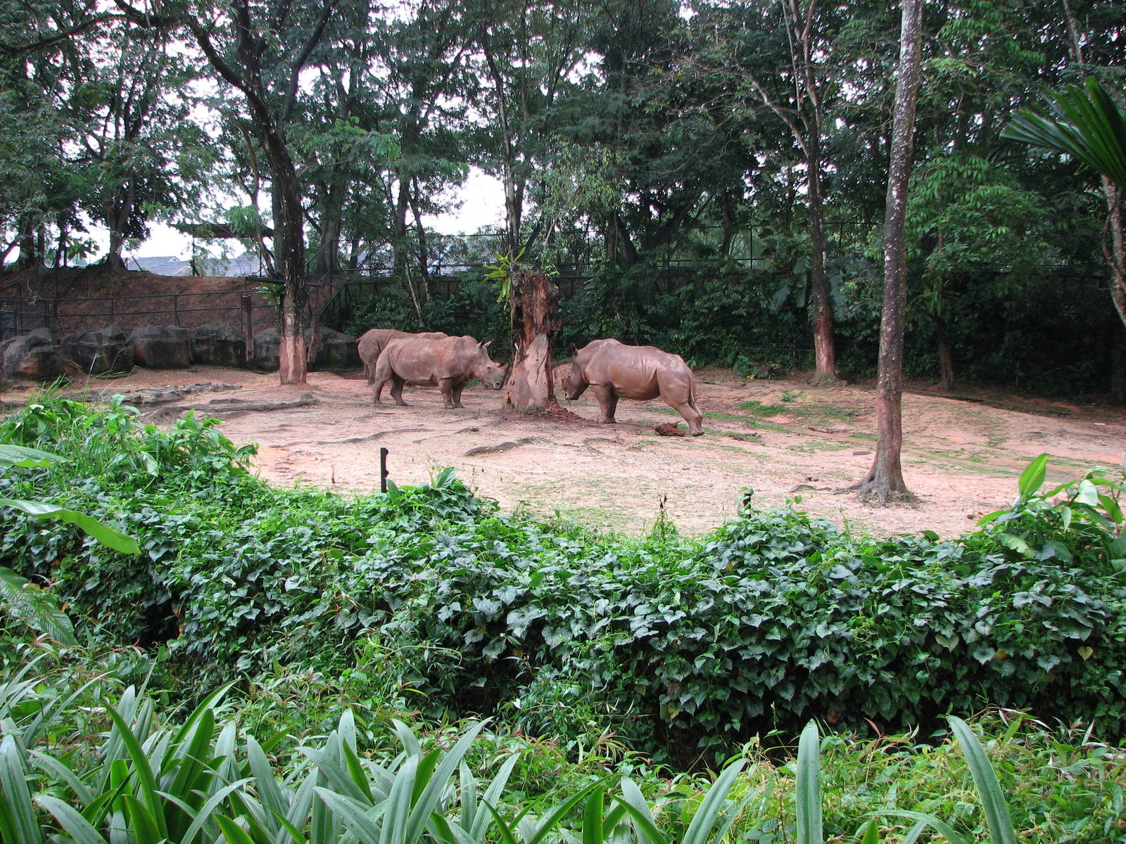 Zoo Negara Malaysia - White Rhinoceros exhibit