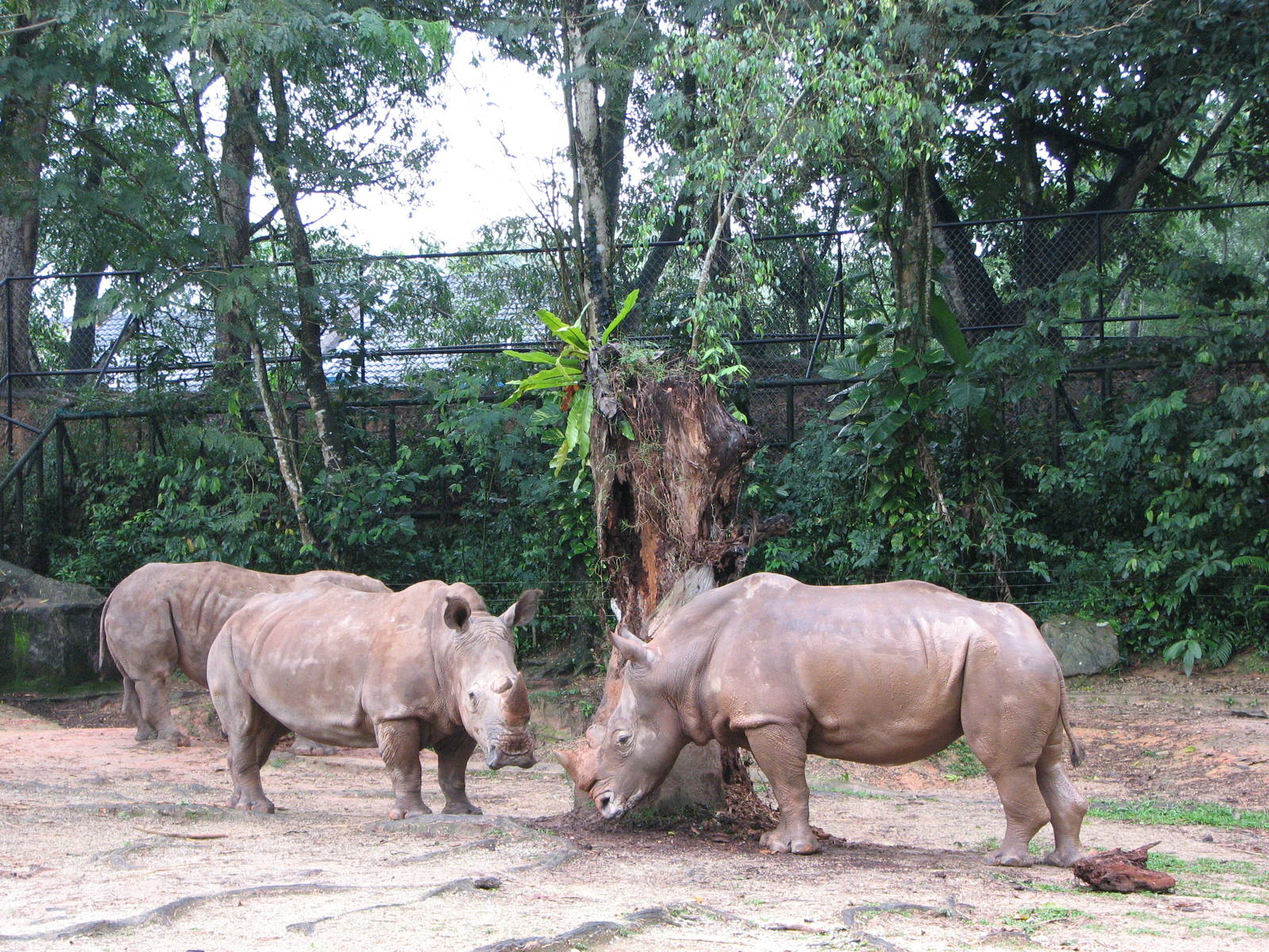 Zoo Negara Malaysia - White Rhinoceros