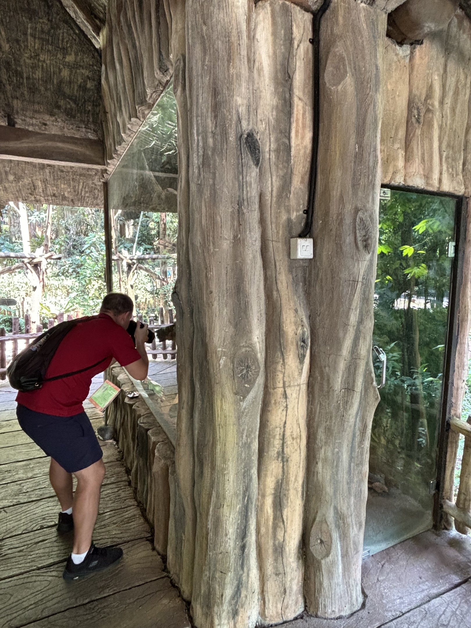 Zoo Nerd + Javan Mongoose Exhibit