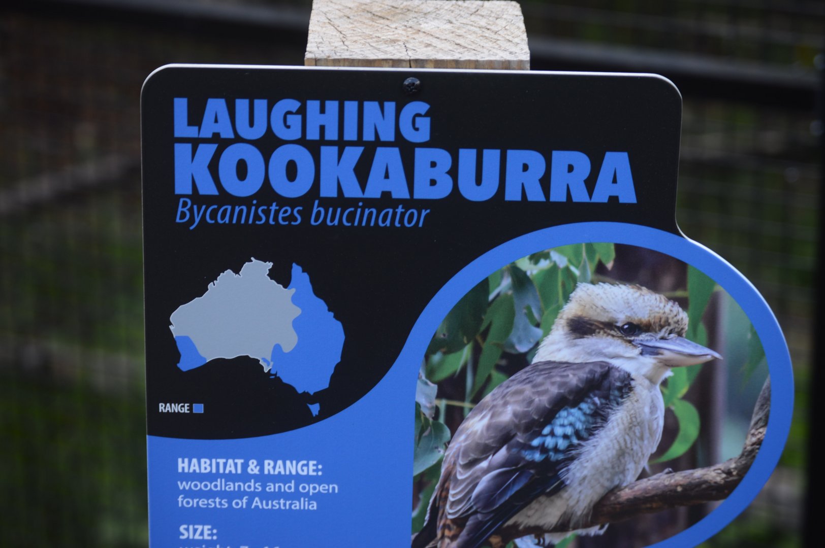 Zoo - New and "Improved" Signage for the Laughing Kookaburra (Dacelo novaeguineae)