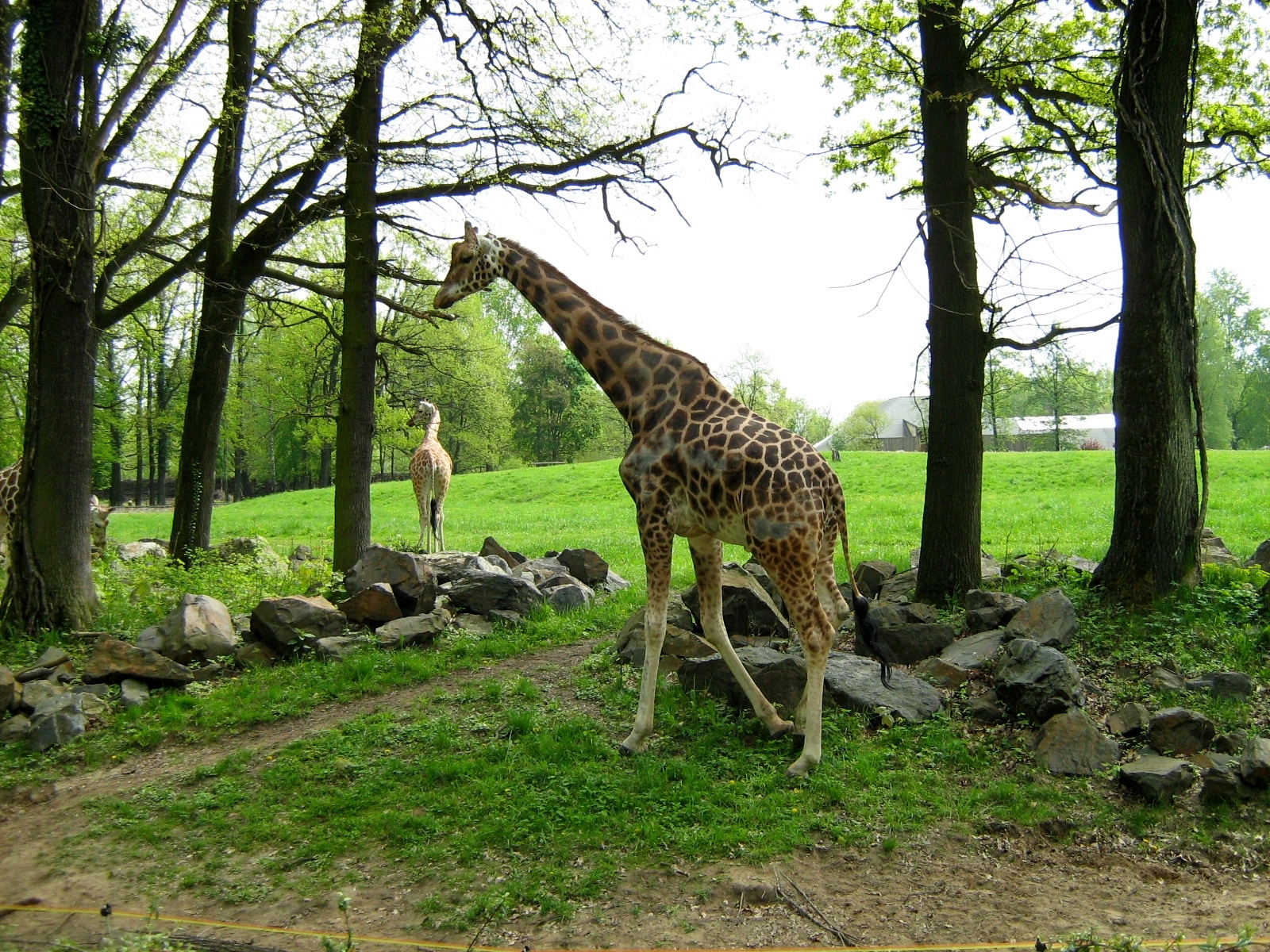 Zoo Opole-giraffe