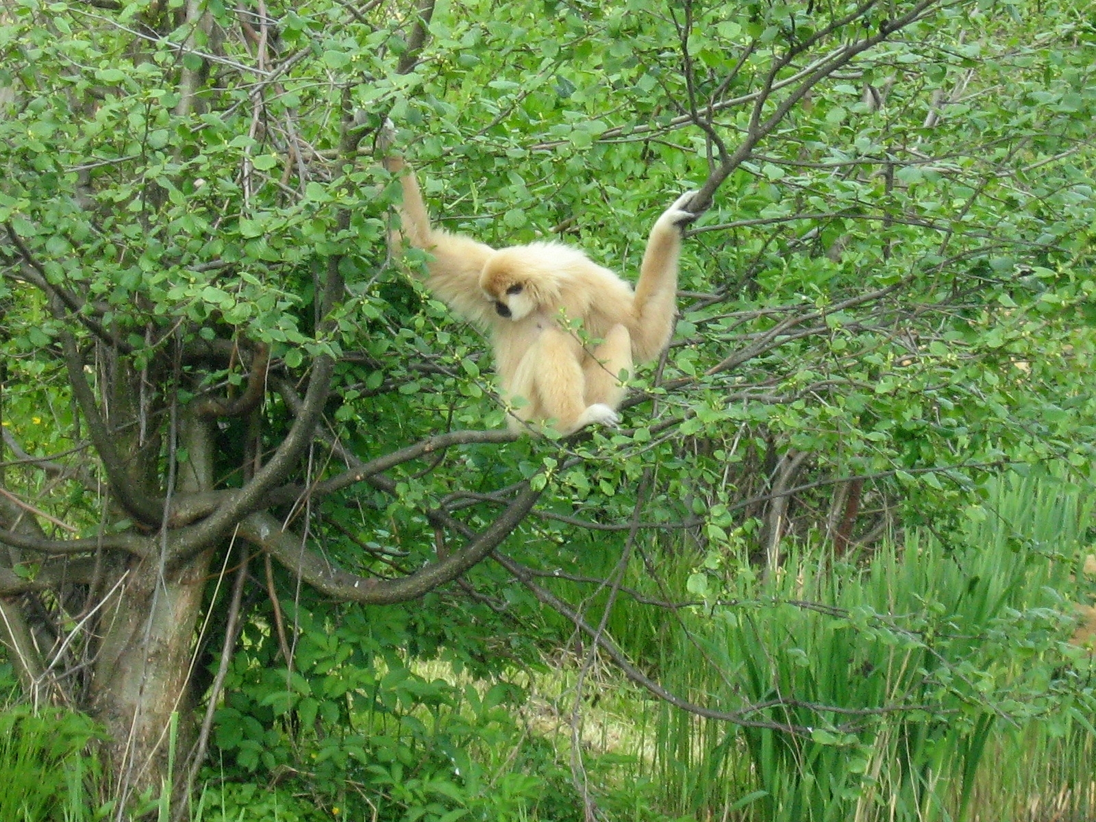 Zoo Opole - Hylobatdae
