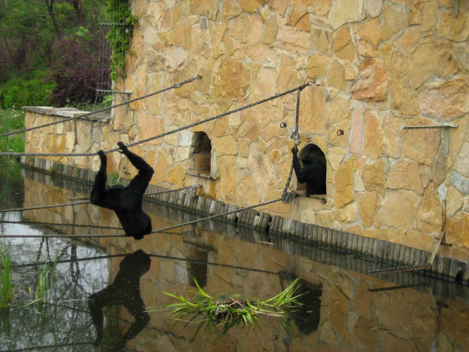 Zoo Opole - HYLOBATES SYNDACTYLUS