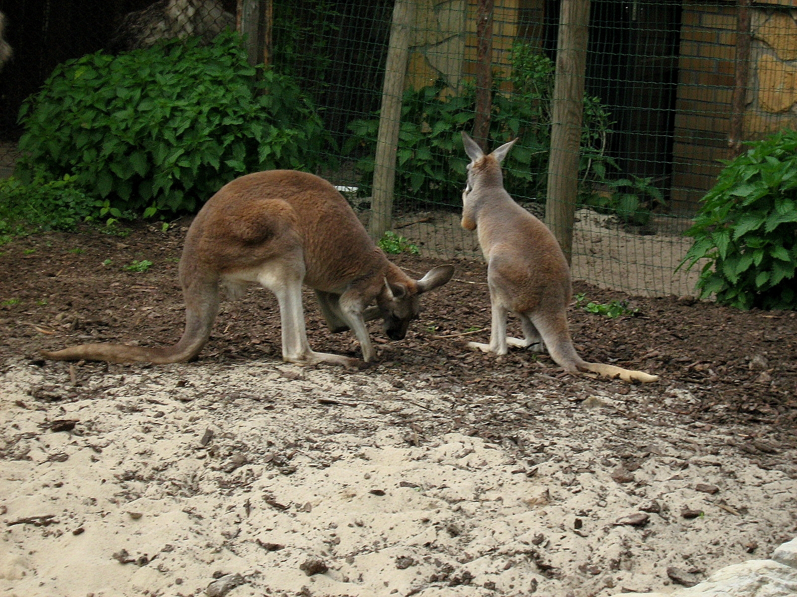 Zoo Opole-Kangaroos