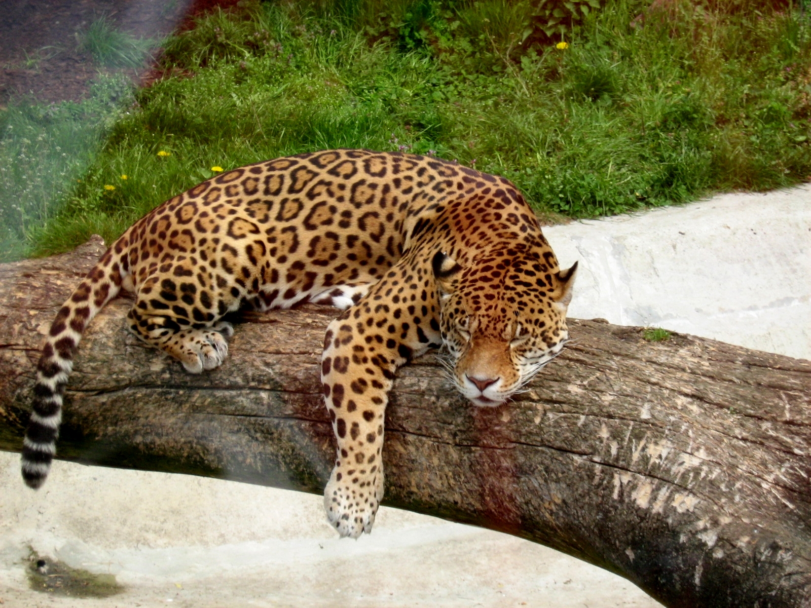Zoo Opole - PANTHERA ONCA