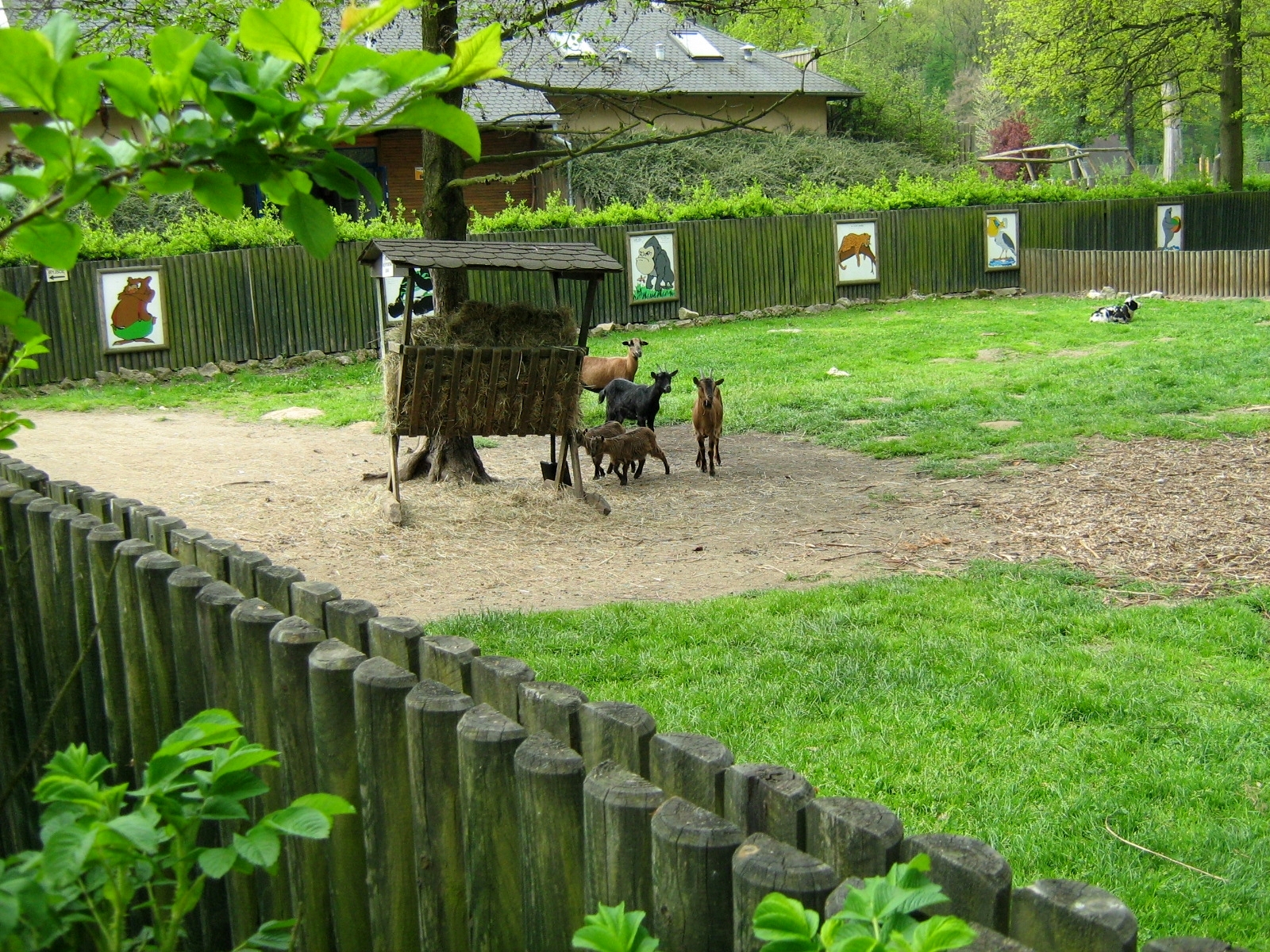 Zoo Opole-Playground of she-goat