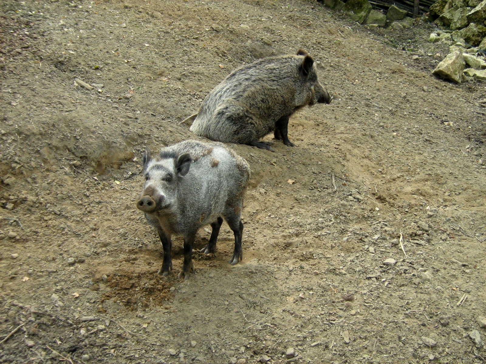 Zoo Opole - SUS SCROFA