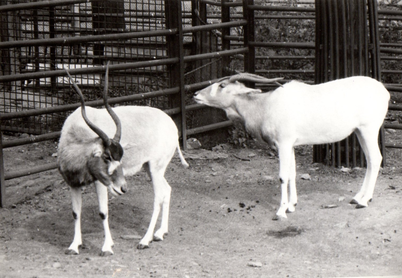 Zoo Prague in 80's - Addax