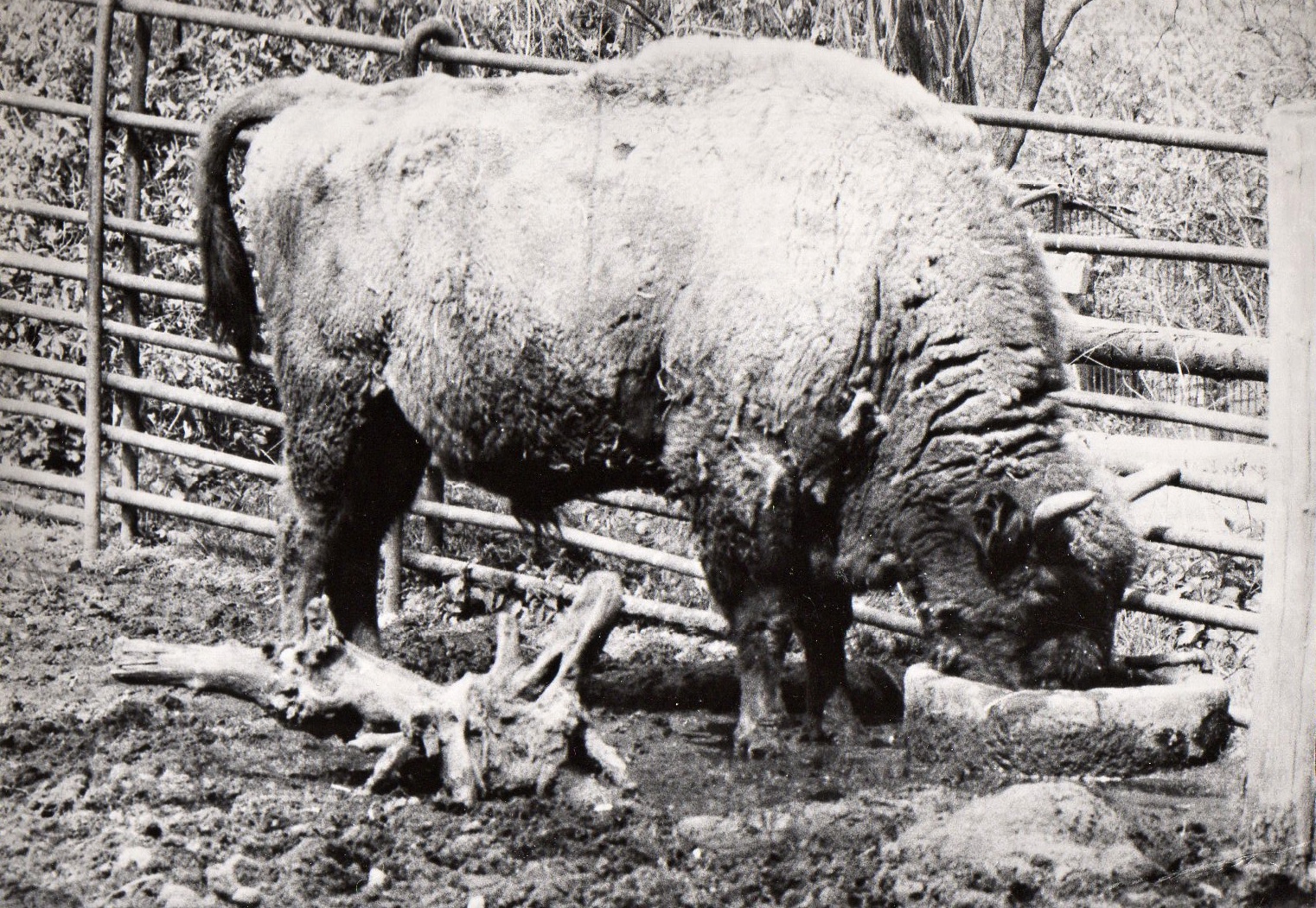 Zoo Prague in 80's - Bison