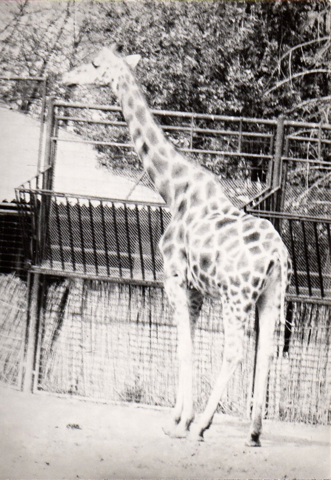 Zoo Prague in 80's - Giraffe