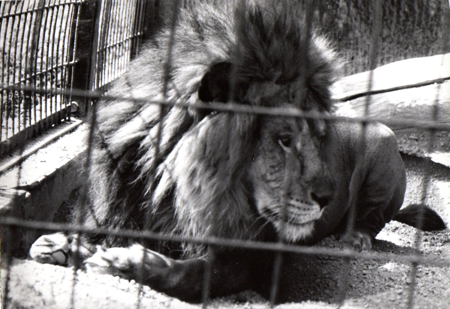 Zoo Prague in 80's - Lion I