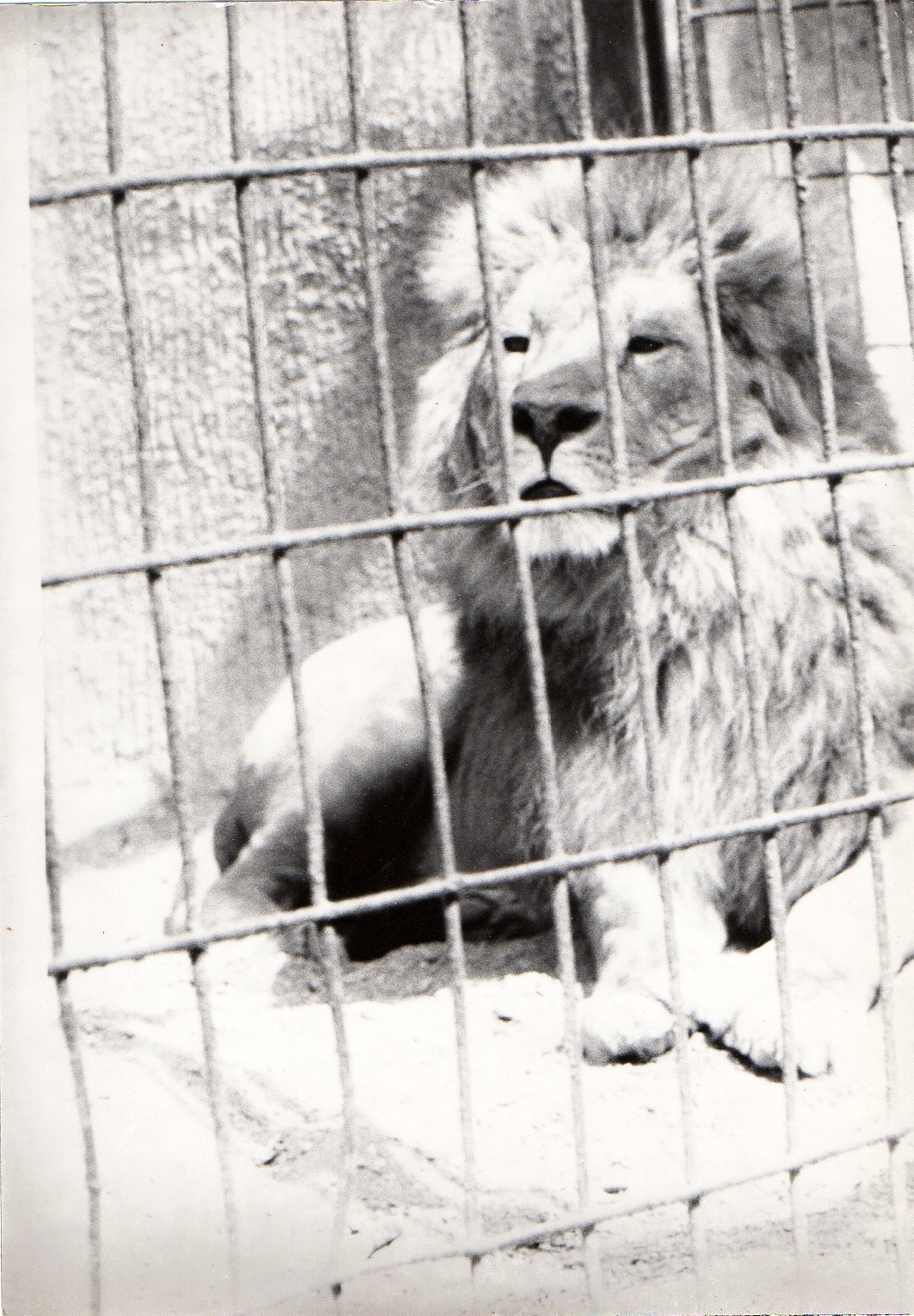 Zoo Prague in 80's - Lion II