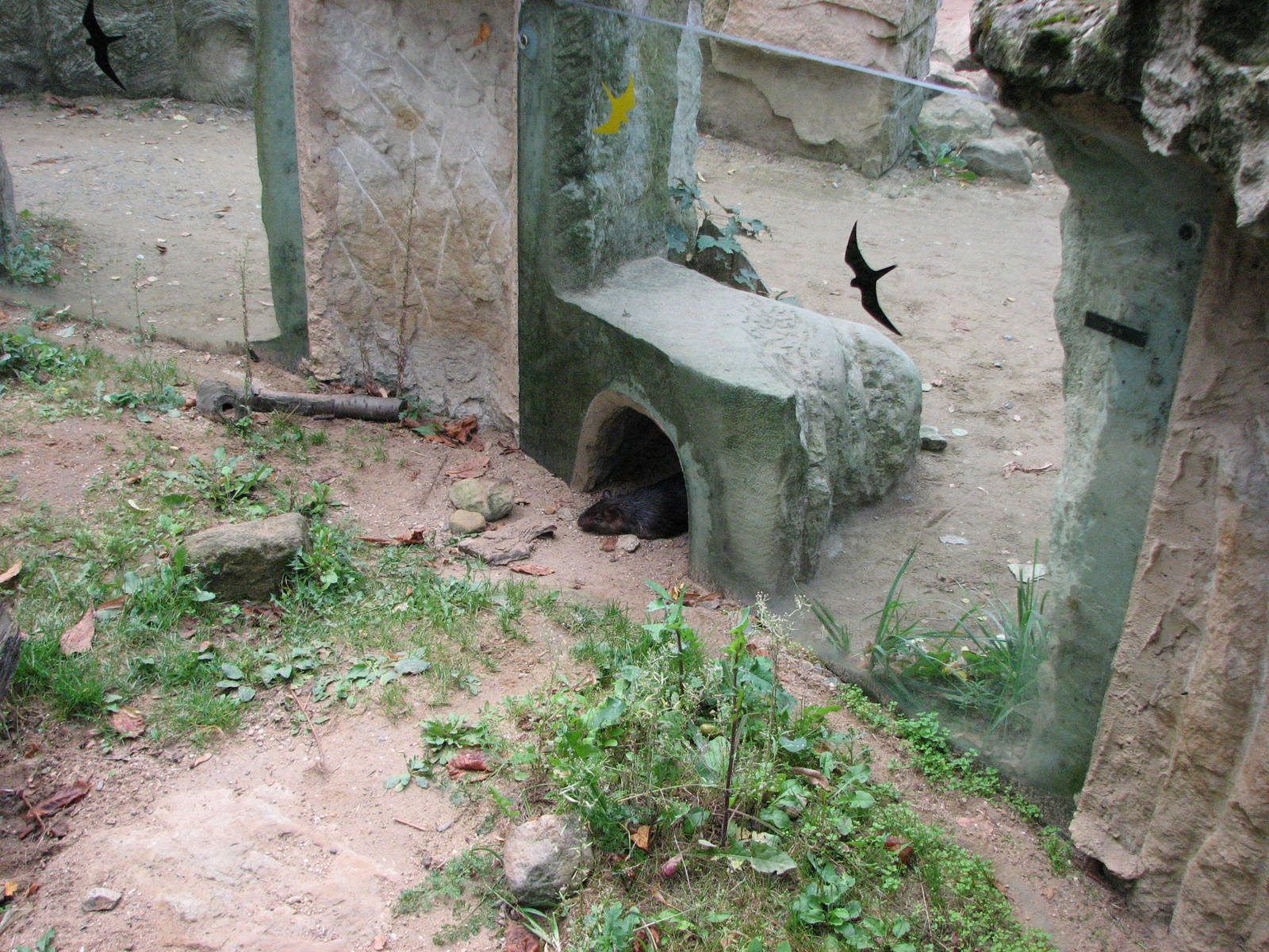 Zoo Praha - African Brush-Tailed Porcupine in the outside exhibit