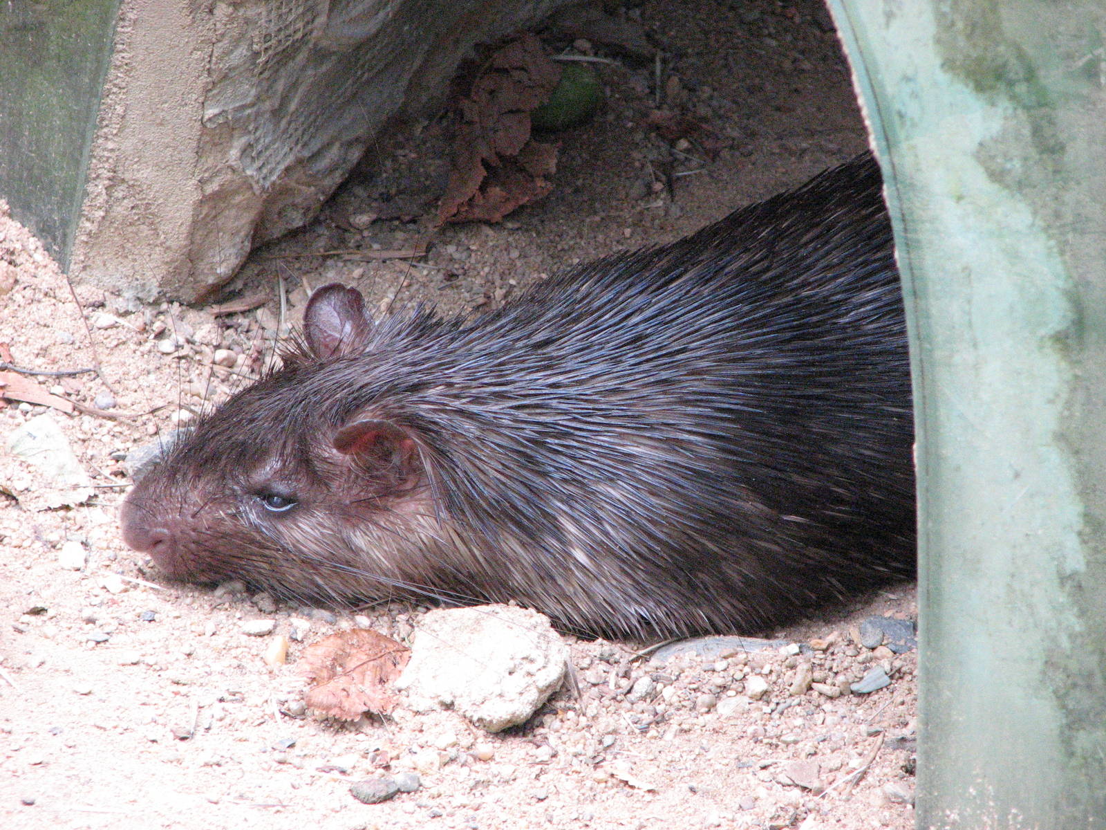 Zoo Praha - African Brush-Tailed Porcupine