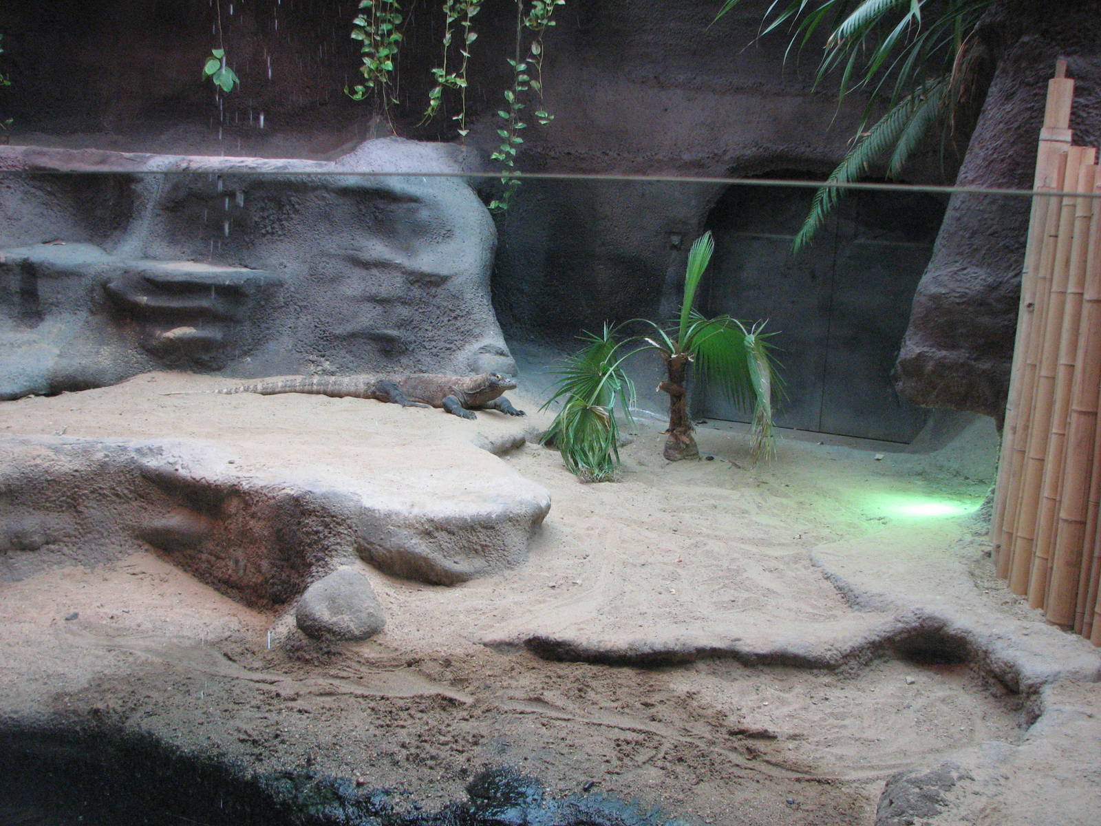 Zoo Praha - Another Komodo Dragon exhibit