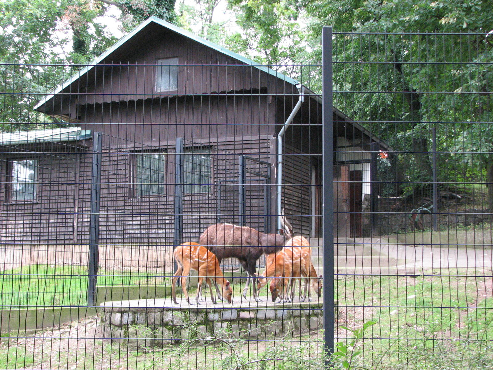 Zoo Praha - Another Sitatunga enclosure