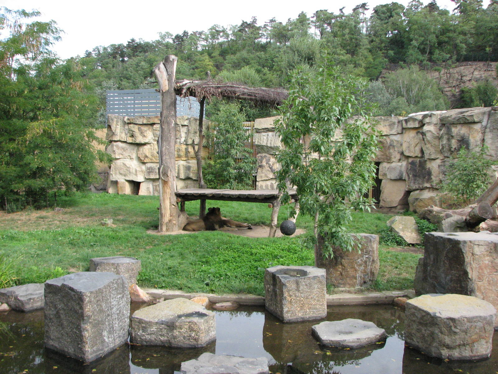 Zoo Praha - Asiatic Lion exhibit